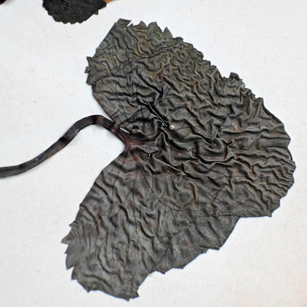 Ensemble de six échantillons encadrés de fleurs botaniques pressées du début du 20e siècle Bon état - En vente à London, GB