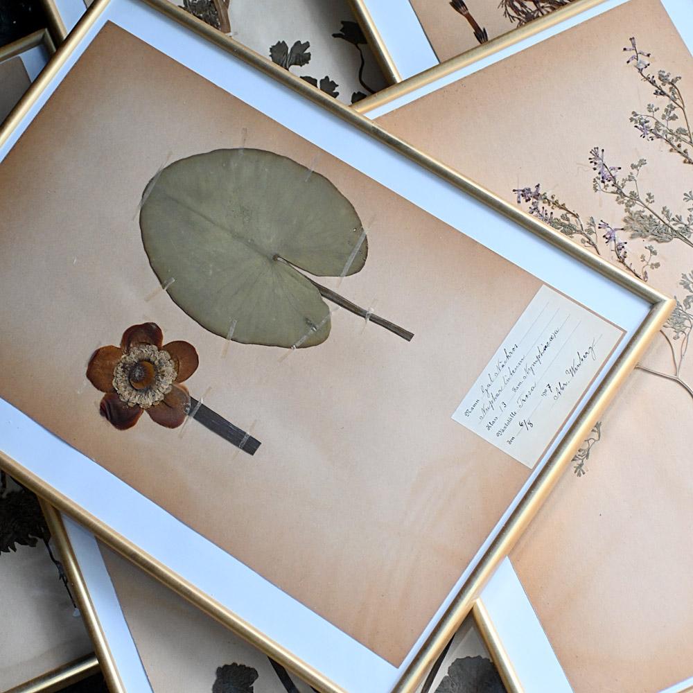 Début du 20ème siècle Ensemble de six échantillons encadrés de fleurs botaniques pressées du début du 20e siècle en vente