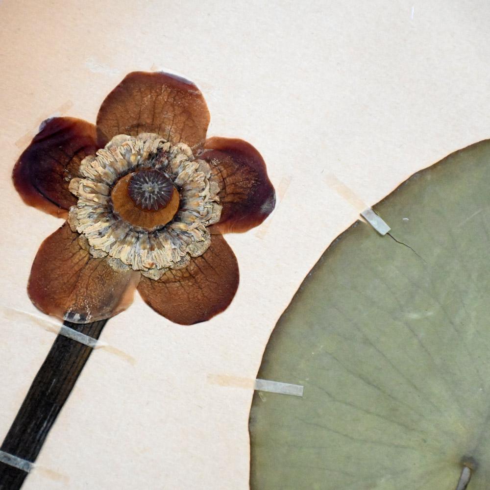 Fibre naturelle Ensemble de six échantillons encadrés de fleurs botaniques pressées du début du 20e siècle en vente