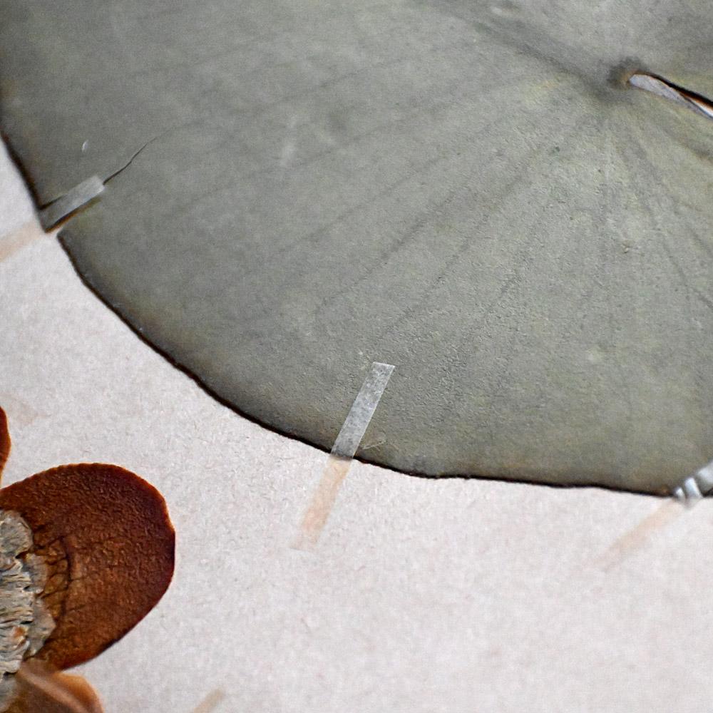 Ensemble de six échantillons encadrés de fleurs botaniques pressées du début du 20e siècle en vente 1