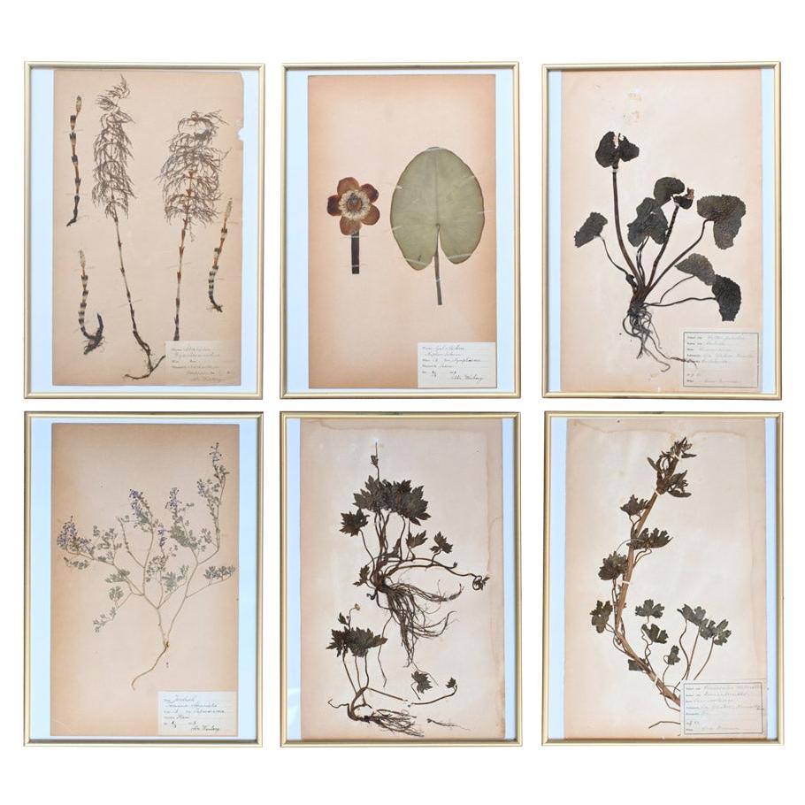 Set of six early 20th century pressed botanic flower framed samples