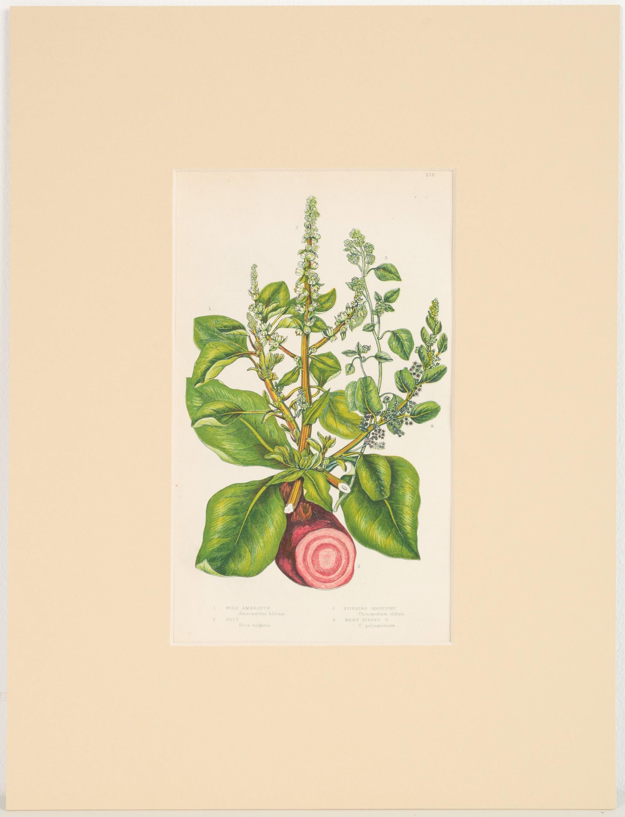 Set von sechs englischen botanischen Gravuren des 19. Jahrhunderts, England, um 1880 im Angebot 4