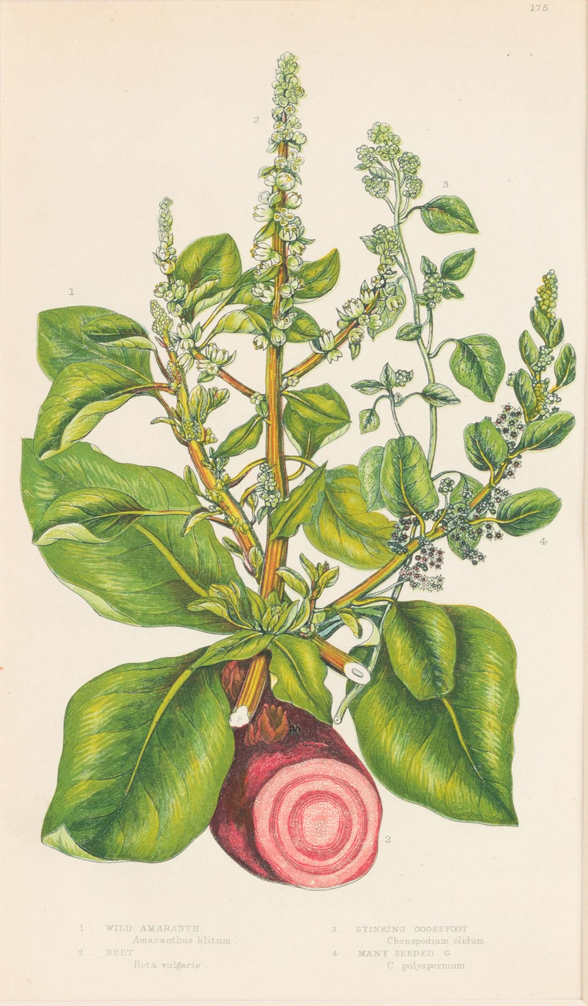 Set von sechs englischen botanischen Gravuren des 19. Jahrhunderts, England, um 1880 im Angebot 5
