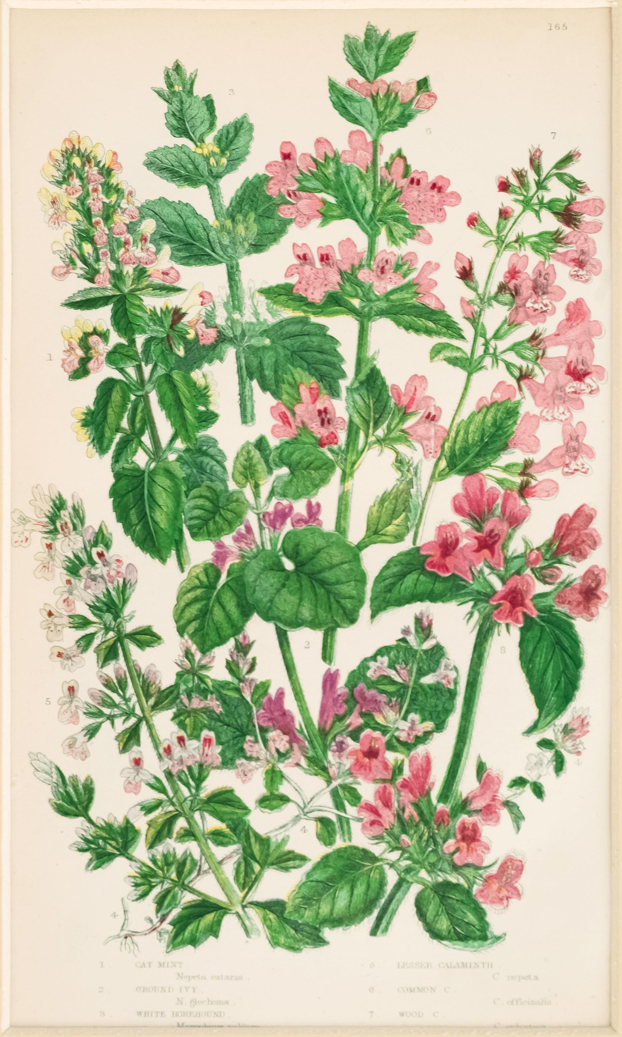 Set of Six English 19th Century Botanical Engravings, England, C.1880 For Sale 8