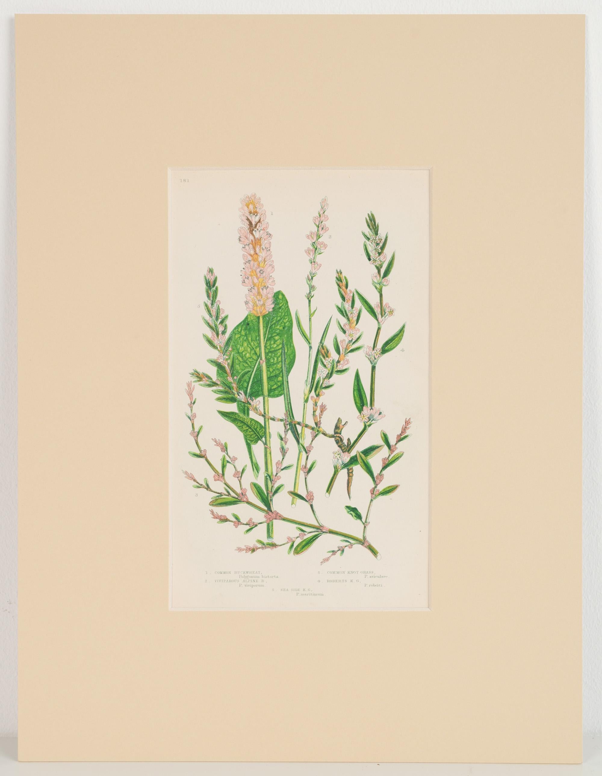 Ein Satz von sechs englischen botanischen Stichen des 19. Jahrhunderts, England um 1880.

Passepartout, bereit zum Einrahmen.

Schöne Exemplare, in ausgezeichnetem, altersgemäßem Zustand.