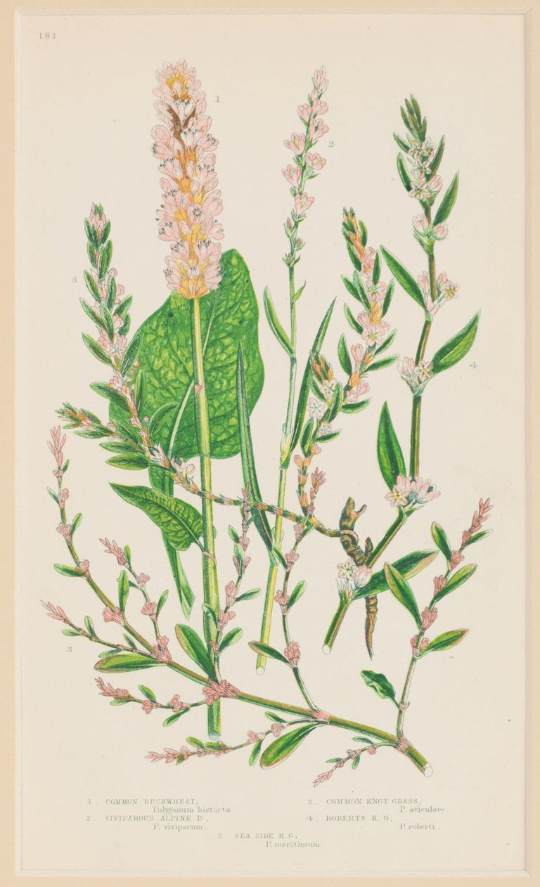 Set of Six English 19th Century Botanical Engravings, England, C.1880 ...