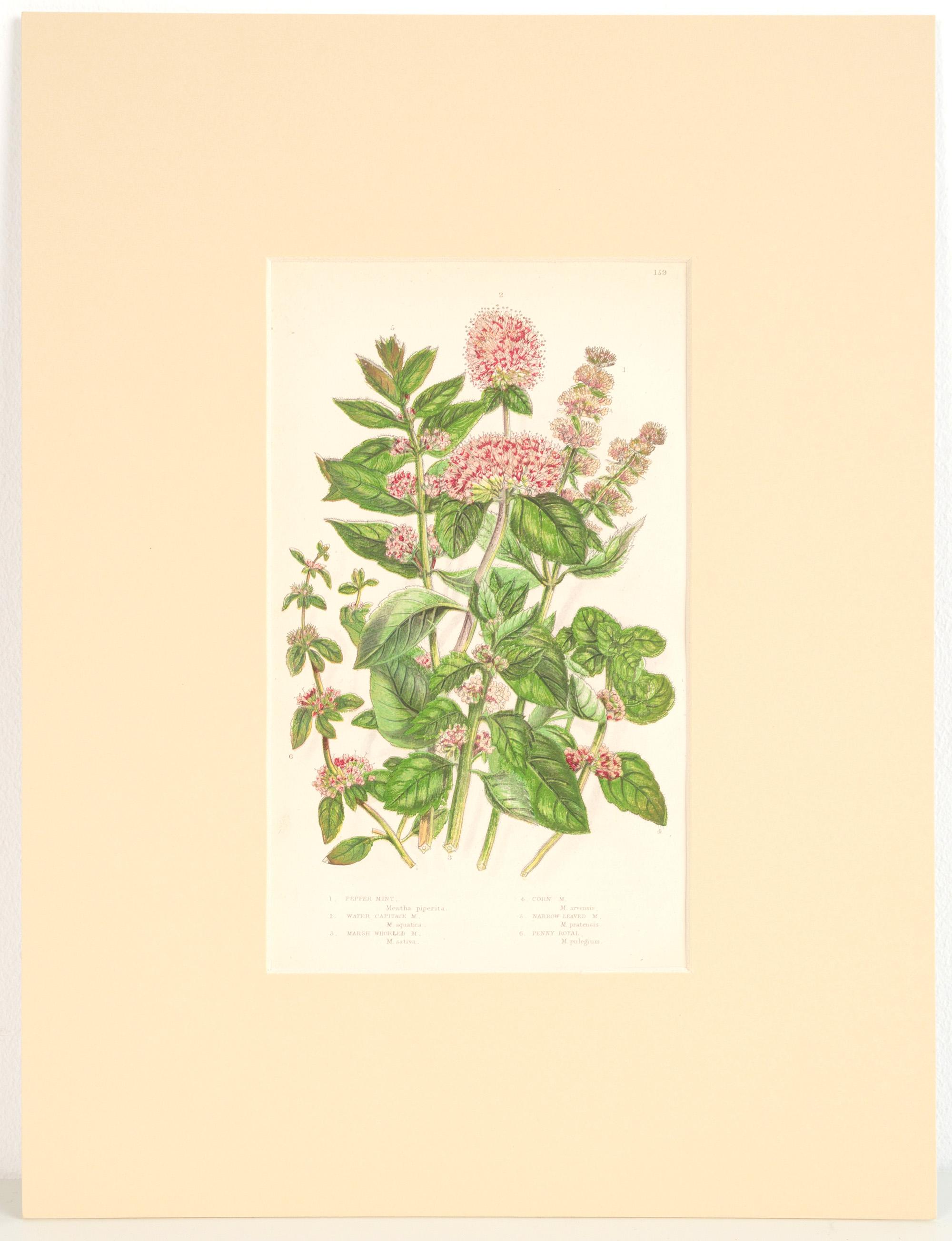 Set of Six English 19th Century Botanical Engravings, England, C.1880 In Good Condition For Sale In London, GB