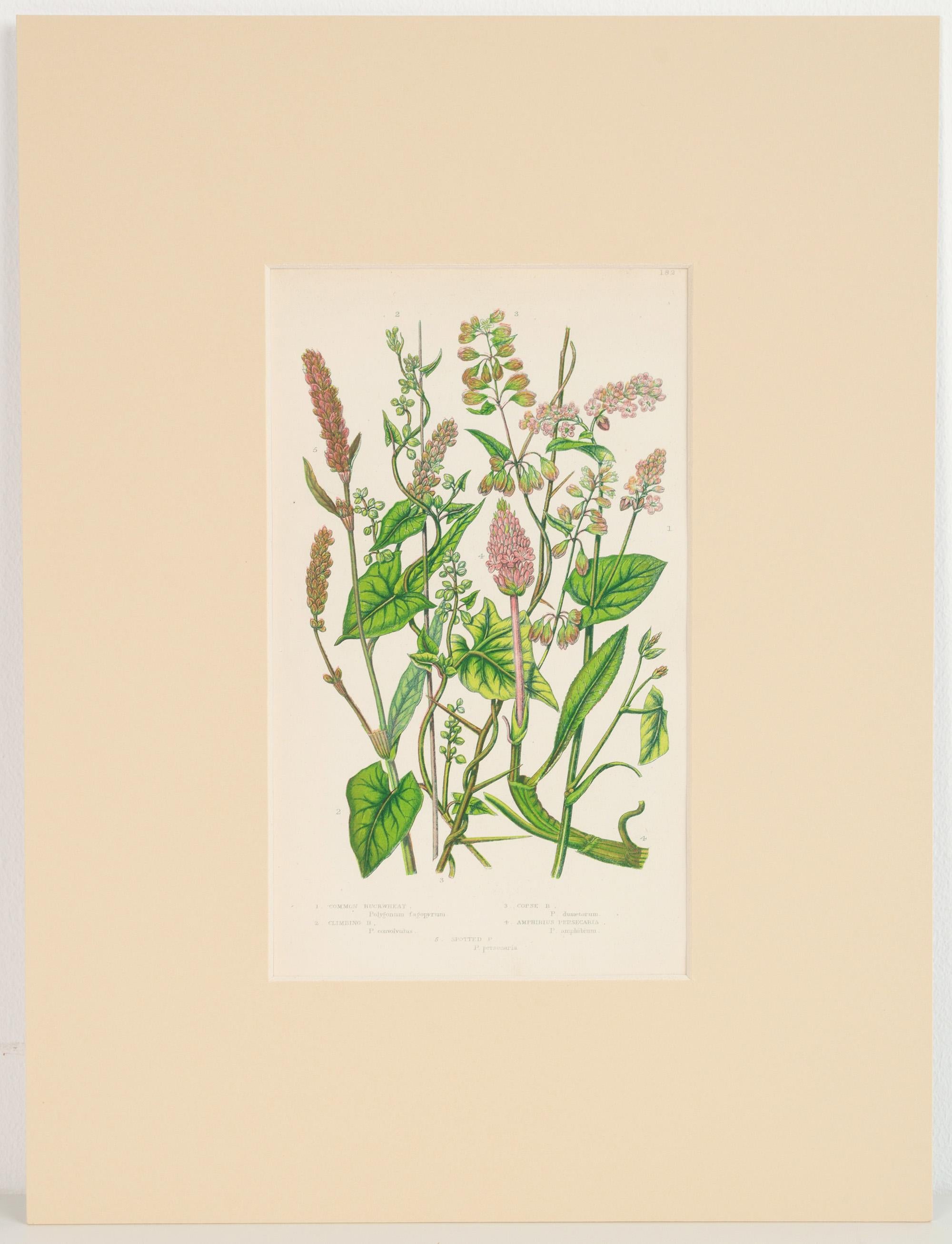 Set von sechs englischen botanischen Gravuren des 19. Jahrhunderts, England, um 1880 im Angebot 2