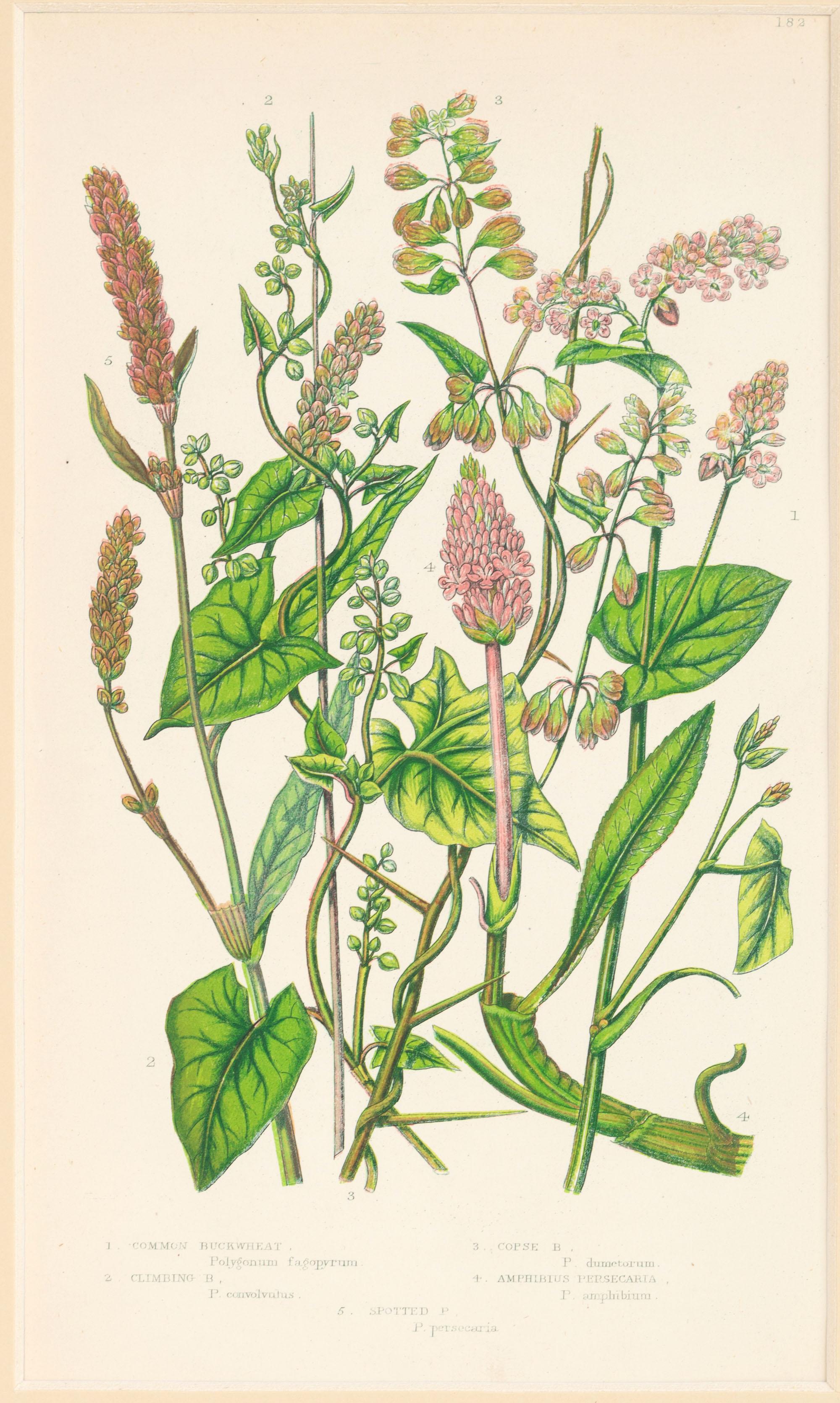 Set of Six English 19th Century Botanical Engravings, England, C.1880 For Sale 4