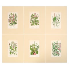 Set of Six English 19th Century Botanical Engravings, England, C.1880