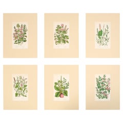 Set of Six English 19th Century Botanical Engravings, England, C.1880