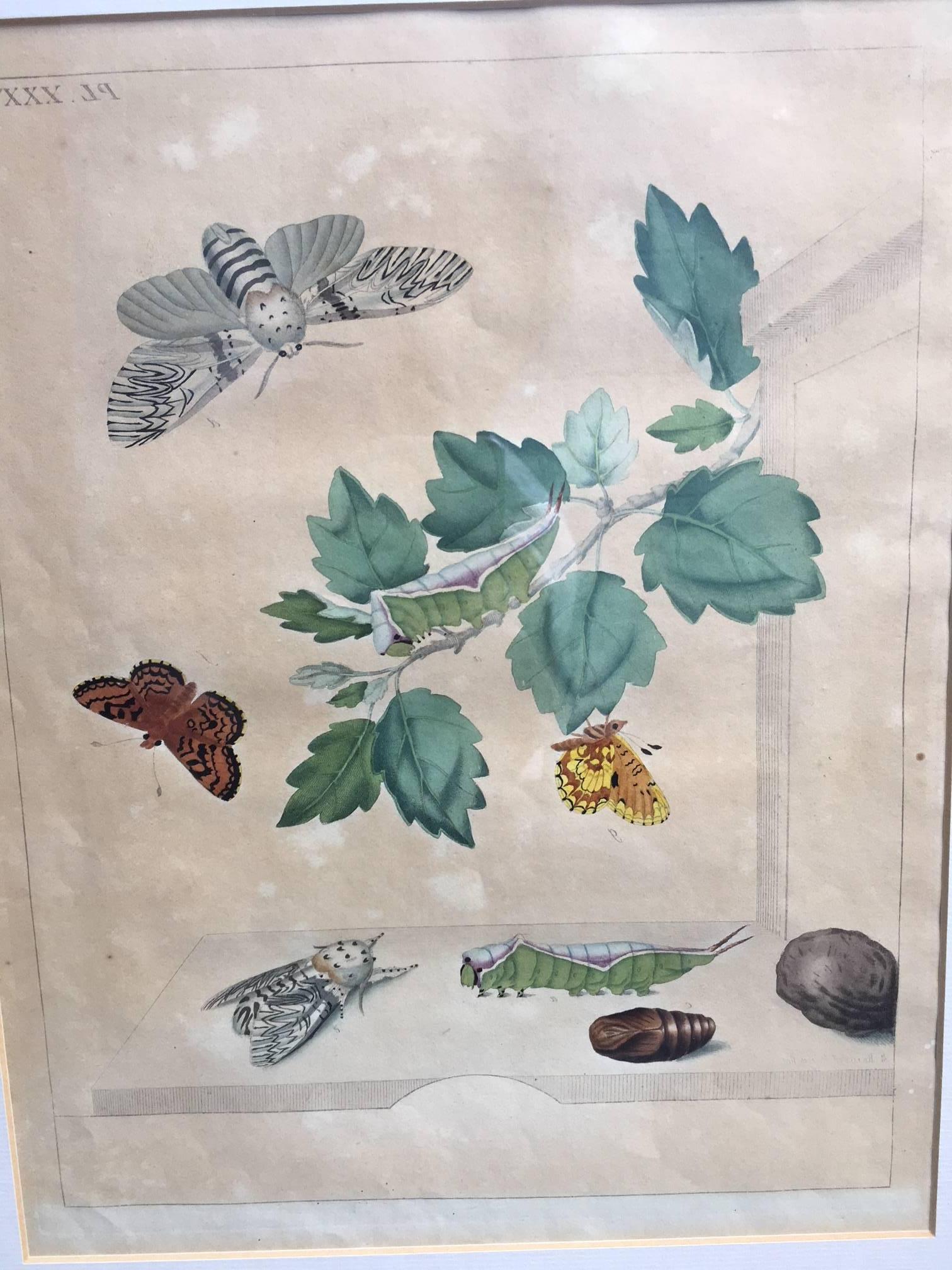 Moses Harris (British 1731-1785 )
The Aurelian, A Natural History of English Moths and Butterflies by Moses Harris (1731-1785). Hand-colored in London in 1840 by Henry Bohn.
Metamorphosis - a set of six engravings, London 1766.
All frames were