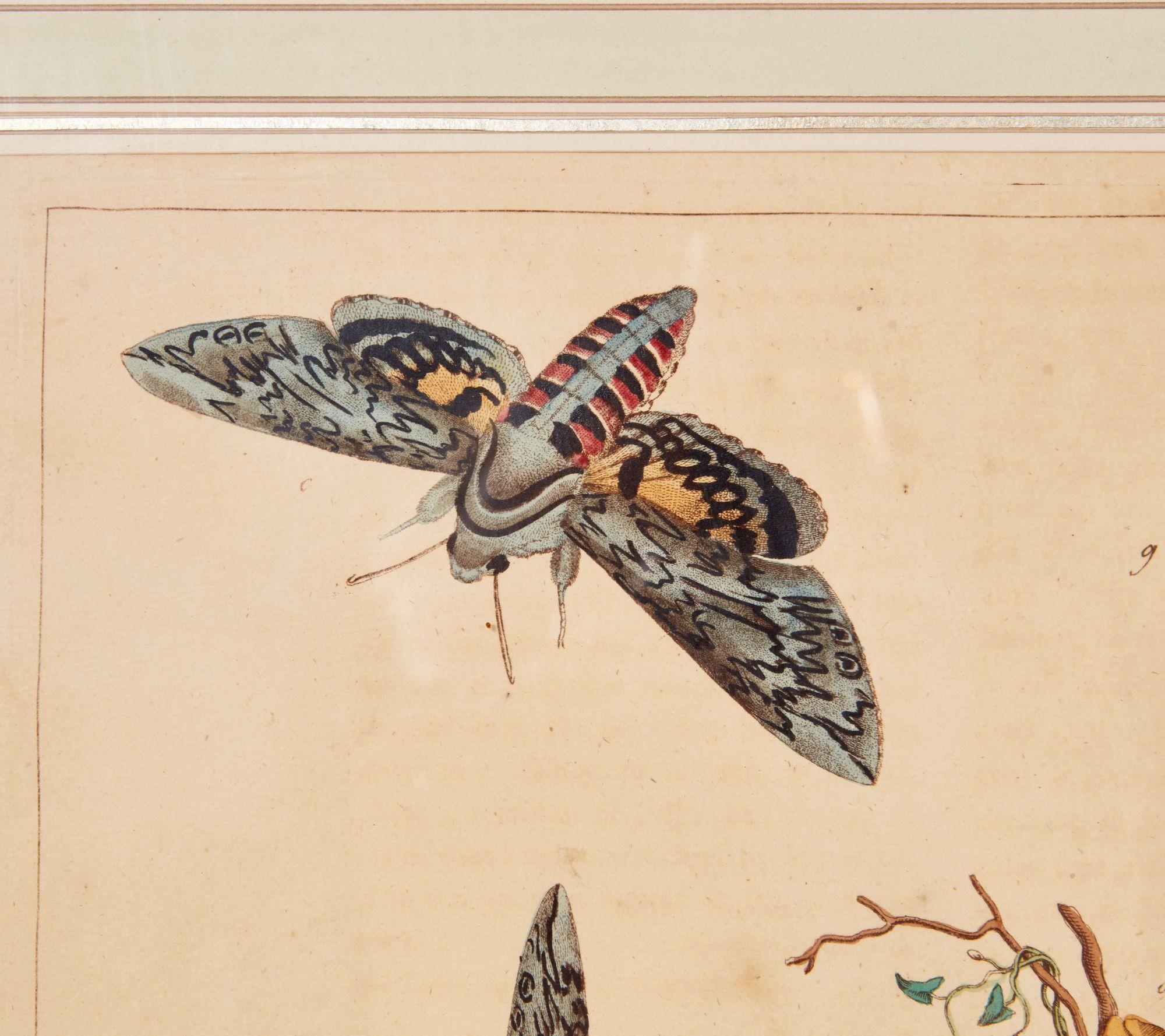 Moth Incarving Set of Six Framed 18th c. Engravings of Moths For Sale at 1stDibs
