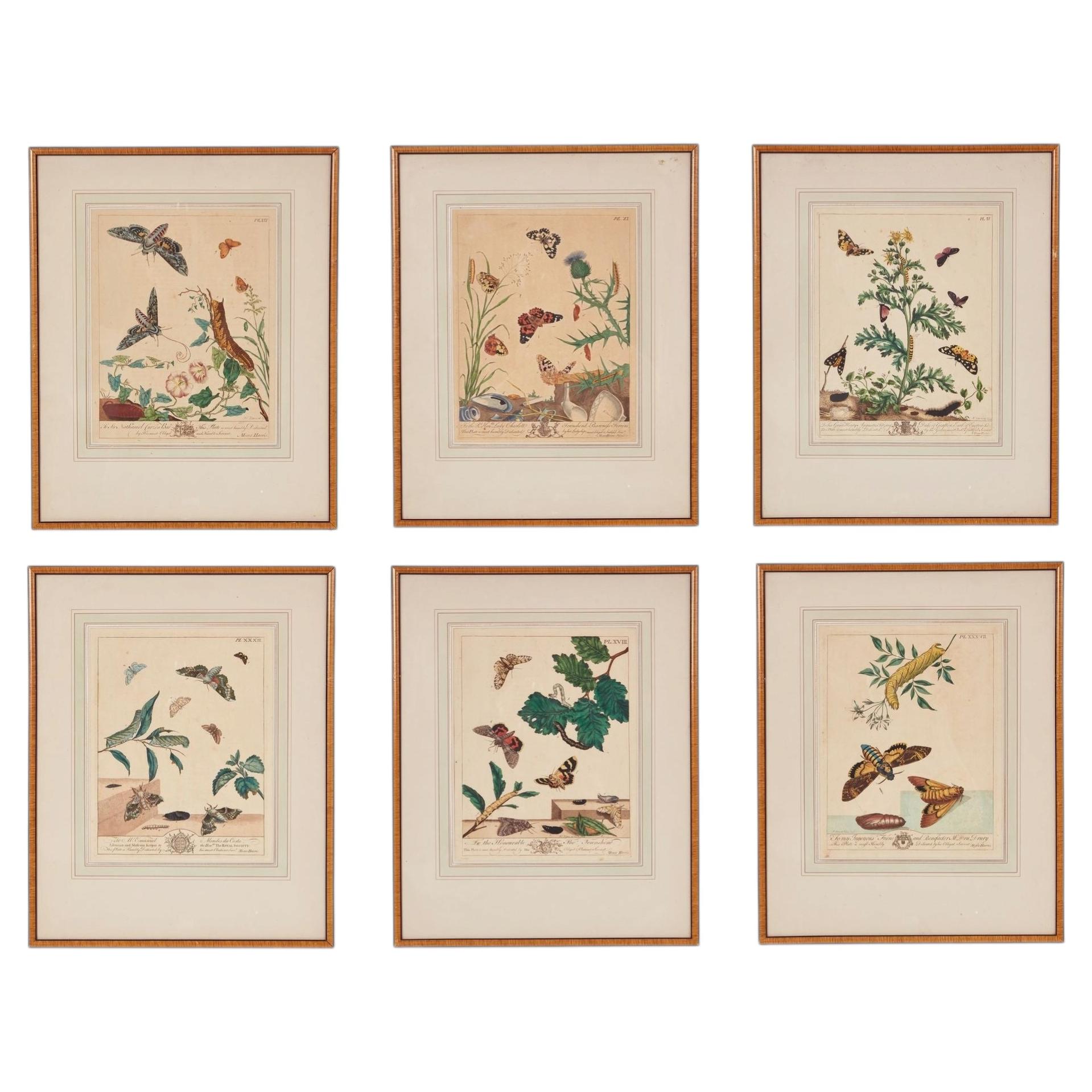 Ensemble de six pièces encadrées A.I.C. Gravures de papillons de nuit en vente