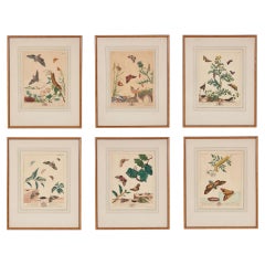 Set of Six Framed 18th c. Engravings of Moths