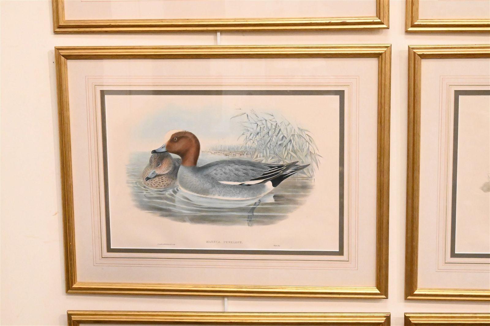 Gold framed and matted prints of 6 types of waterfowl with Latin Nomenclature. 
Includes: Colymbus Septentrionalis (Red-Throated Loon), Anser Ferus (Greylag Goose), Nyroca Leucophthalmos (Ferrogenious Duck), Mareca Penelope (Eurasian wigeon), Anser