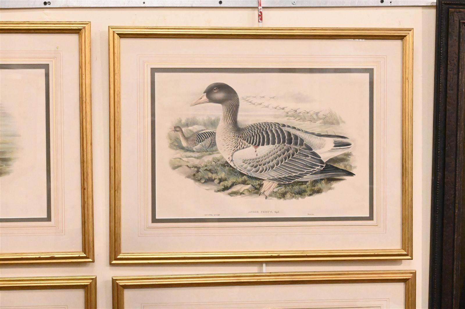 20th Century Set of Six Framed and Matted Duck Prints For Sale