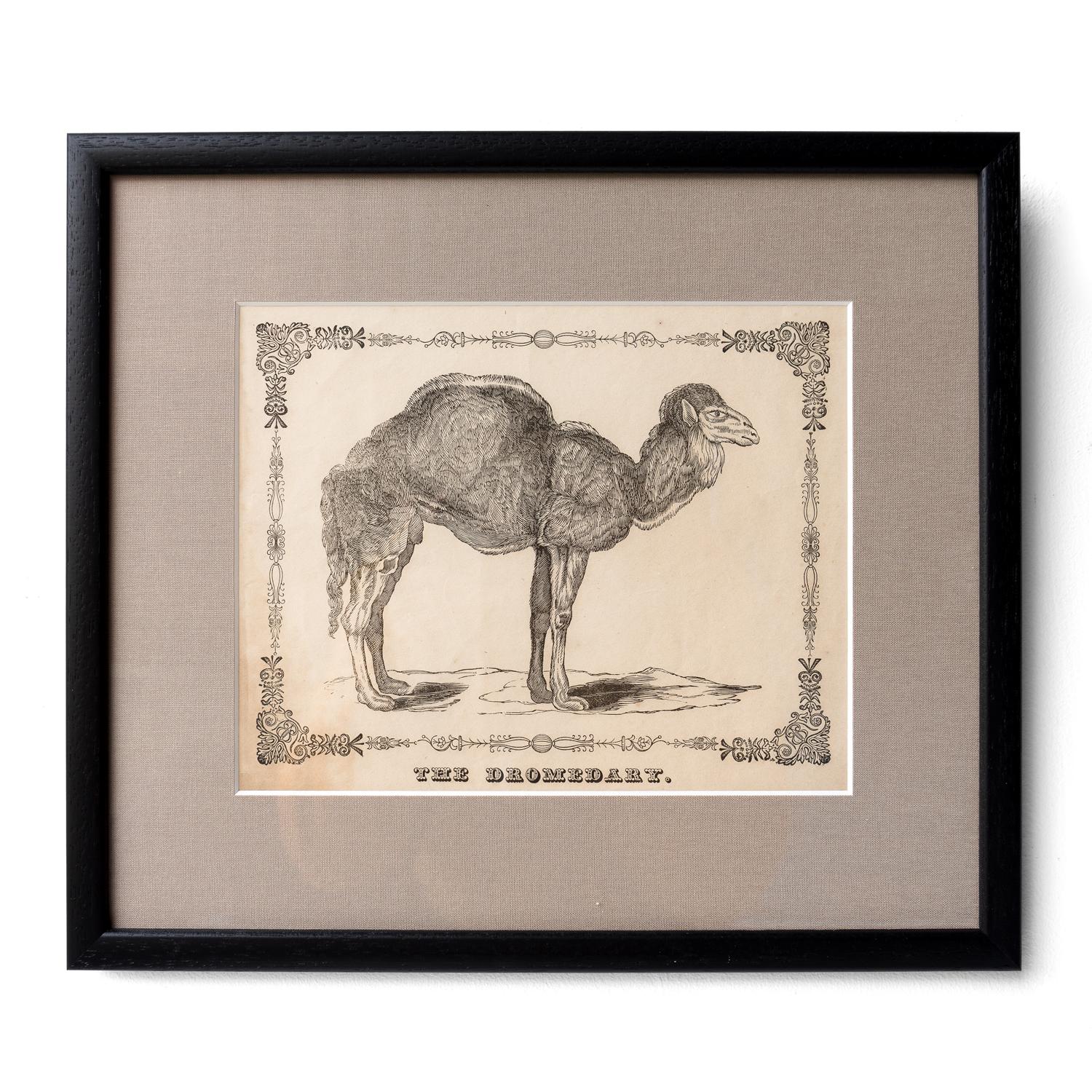 Early 19th Century Set of Six Framed Antique Woodcut Engravings of Exotic Animals, 19th Century