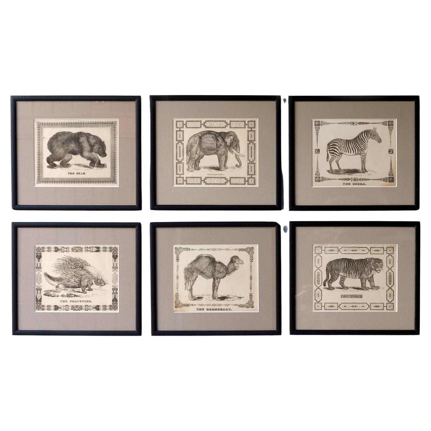 Set of Six Framed Antique Woodcut Engravings of Exotic Animals, 19th Century
