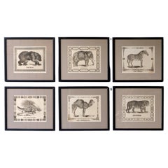 Set of Six Framed Antique Woodcut Engravings of Exotic Animals, 19th Century