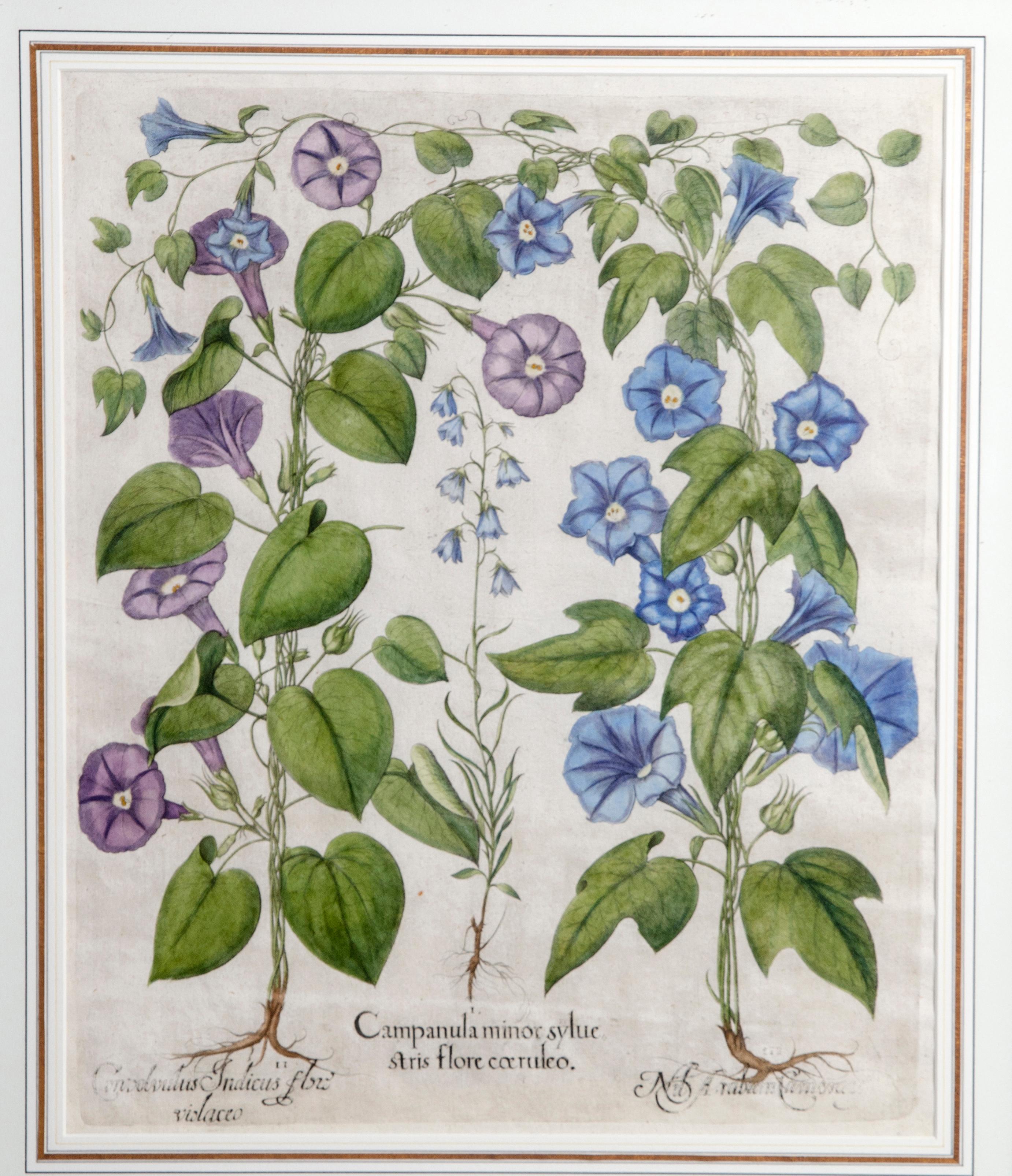 Set of Six Framed Botanicals by Basilius Besler 4