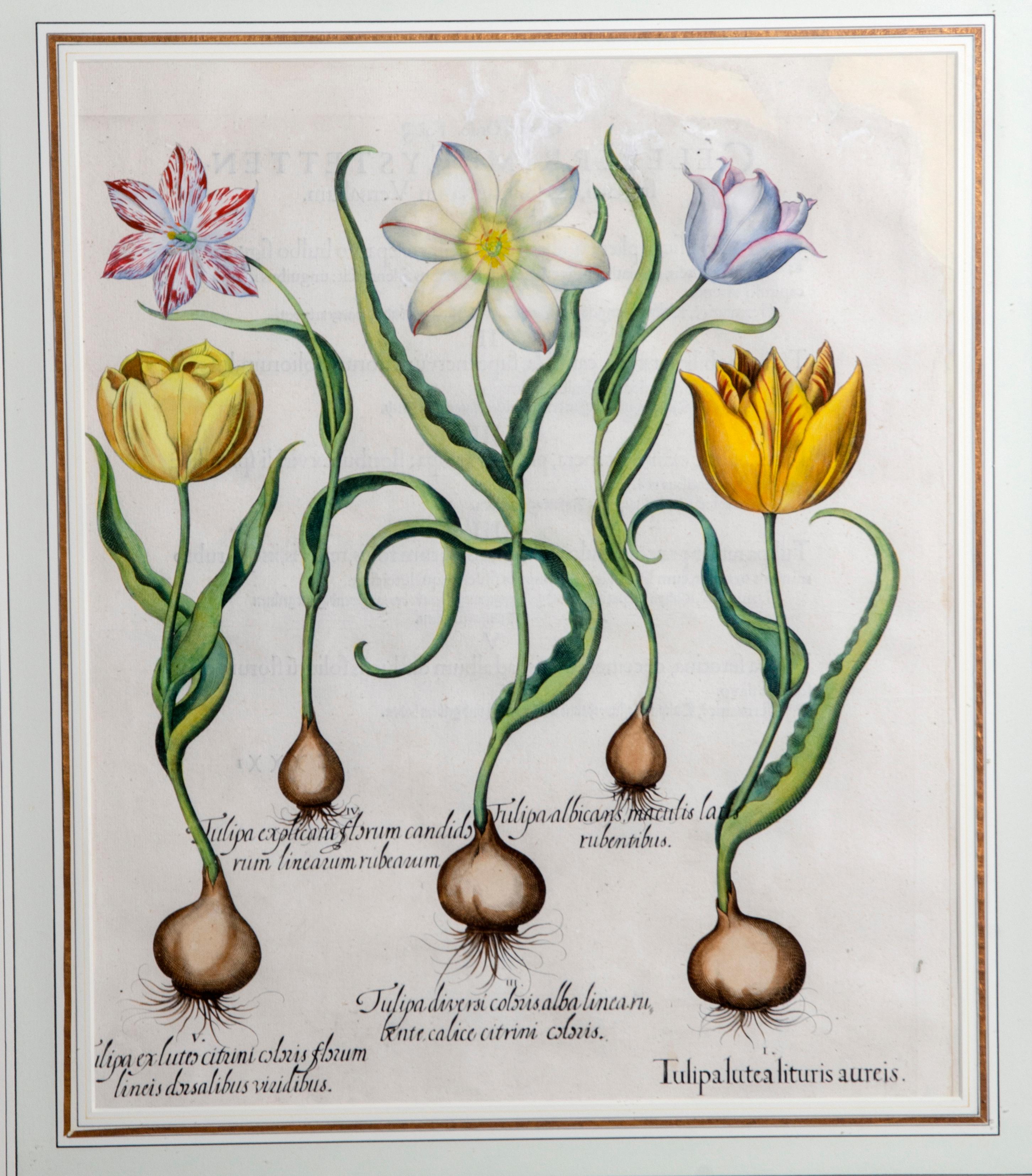 Set of Six Framed Botanicals by Basilius Besler 5