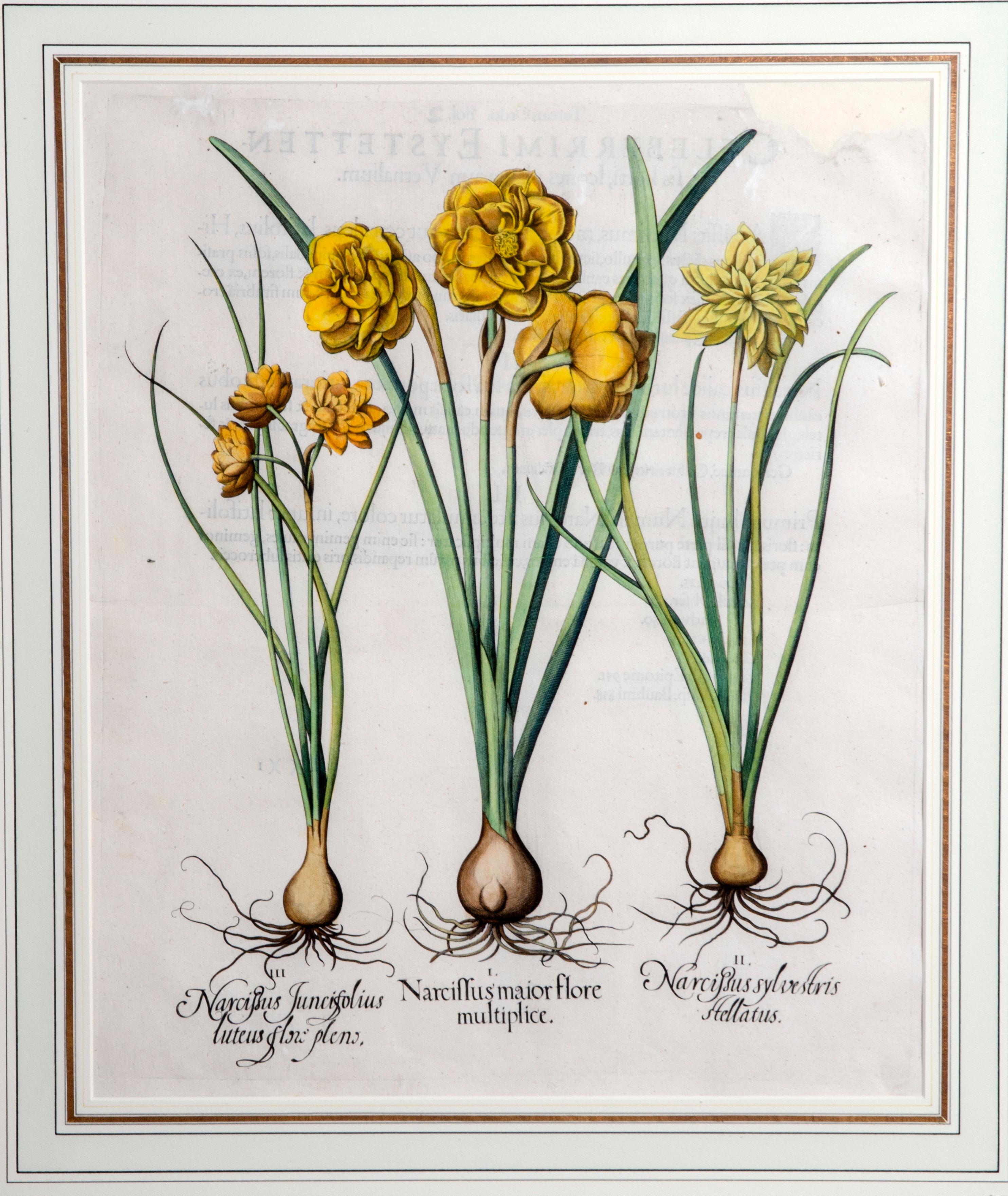 Set of Six Framed Botanicals by Basilius Besler 6