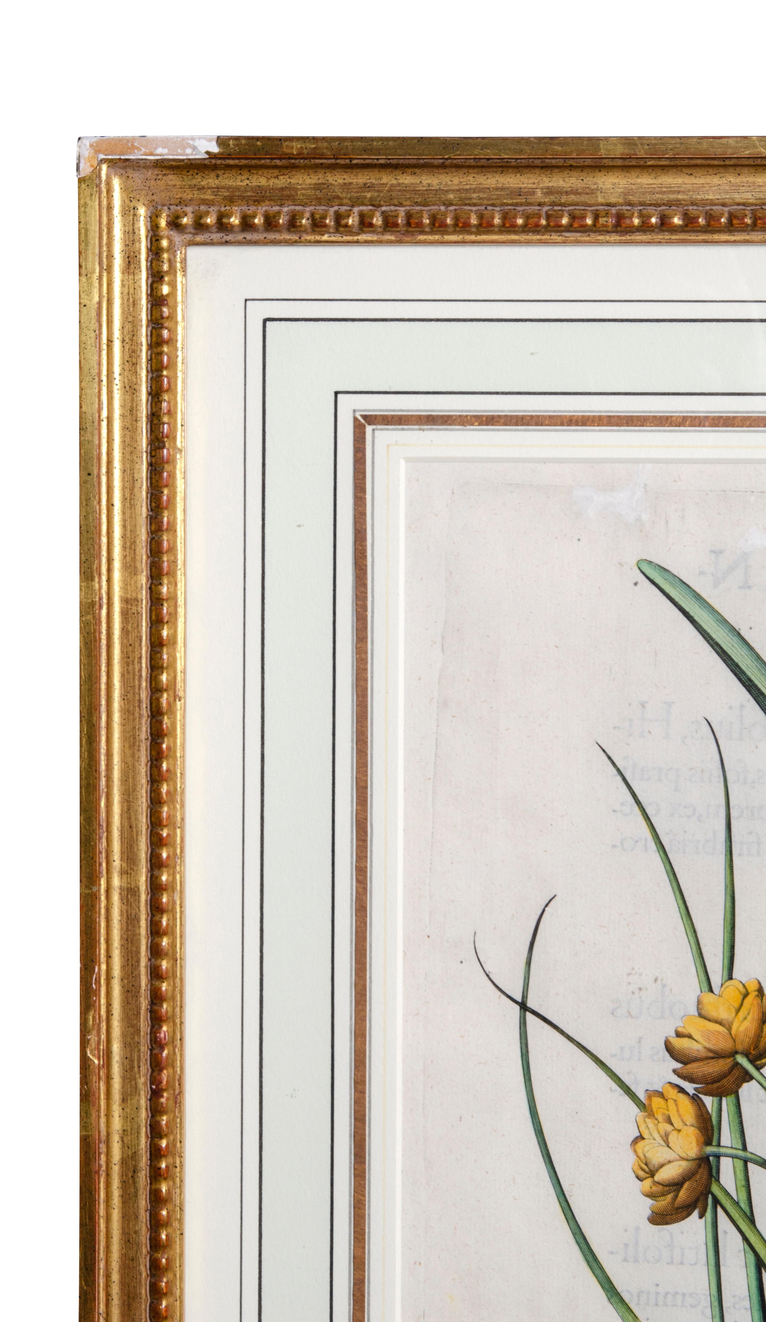 Set of Six Framed Botanicals by Basilius Besler 9