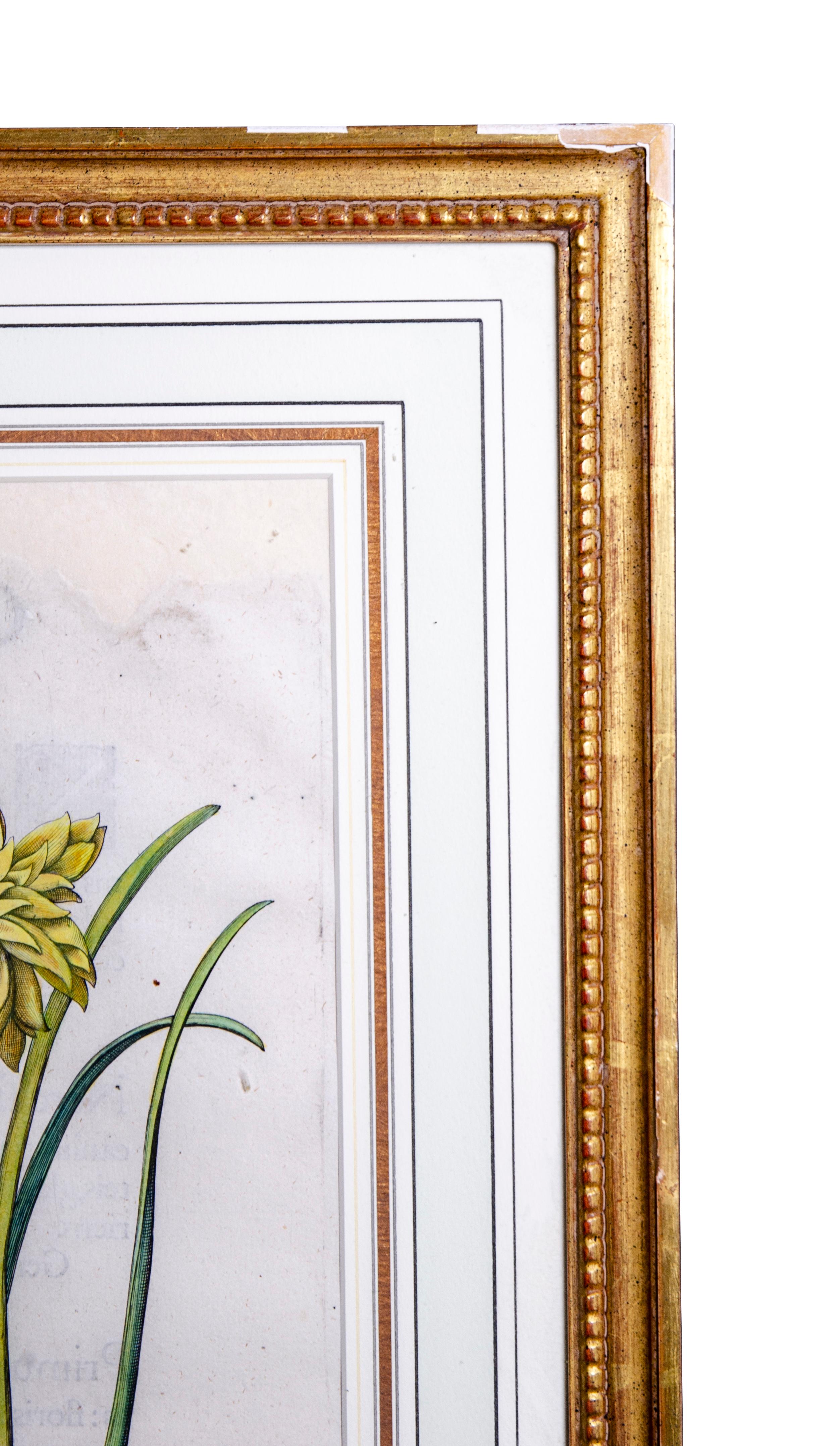 Set of Six Framed Botanicals by Basilius Besler 10