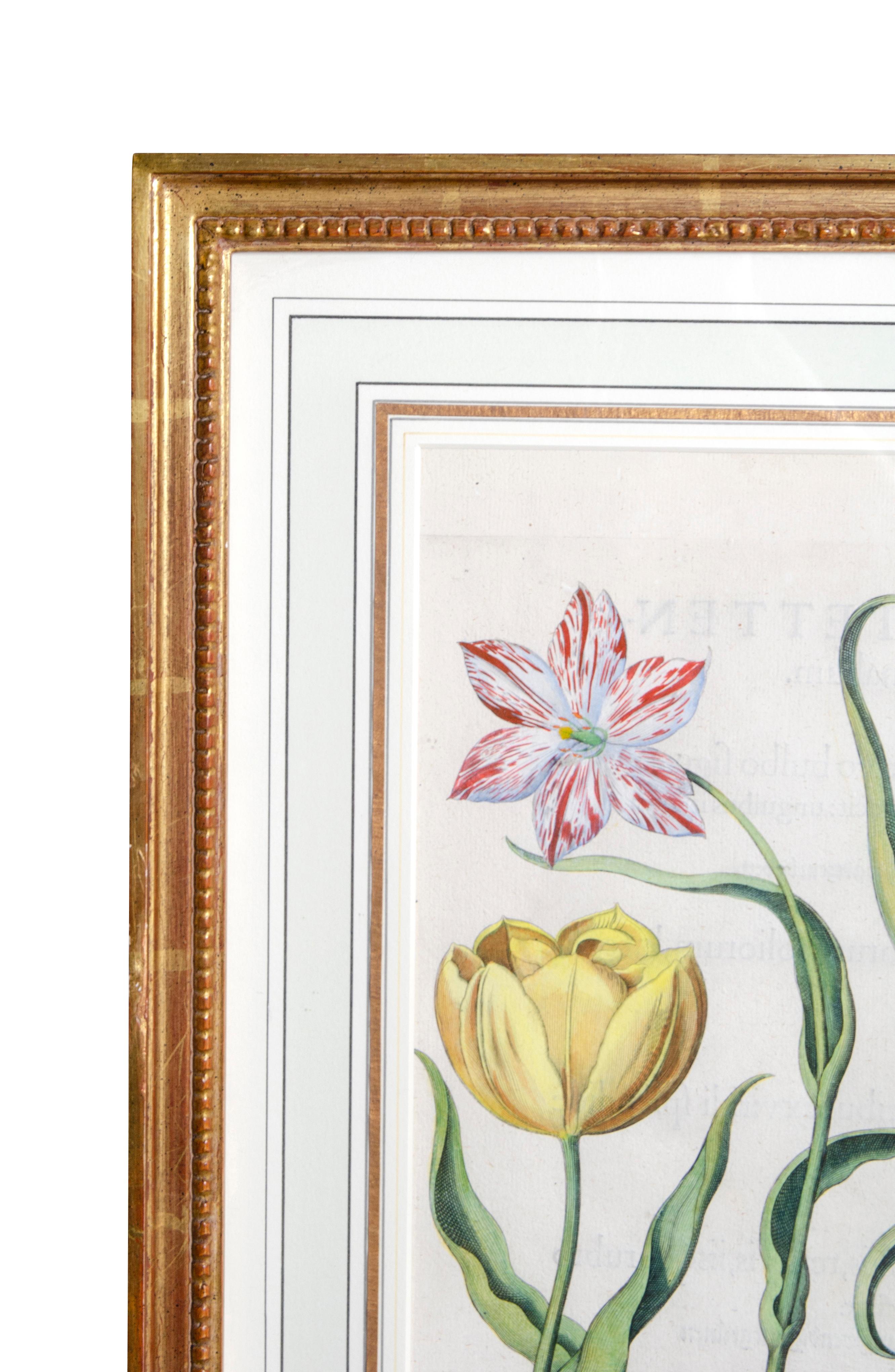 Set of Six Framed Botanicals by Basilius Besler 12