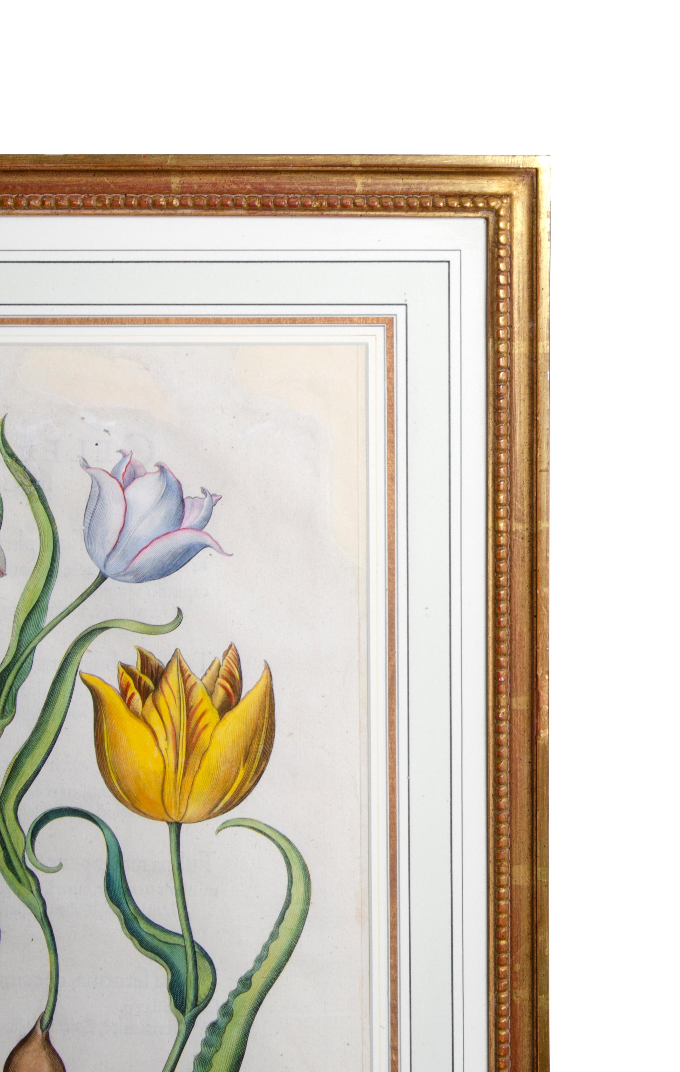 Set of Six Framed Botanicals by Basilius Besler 13