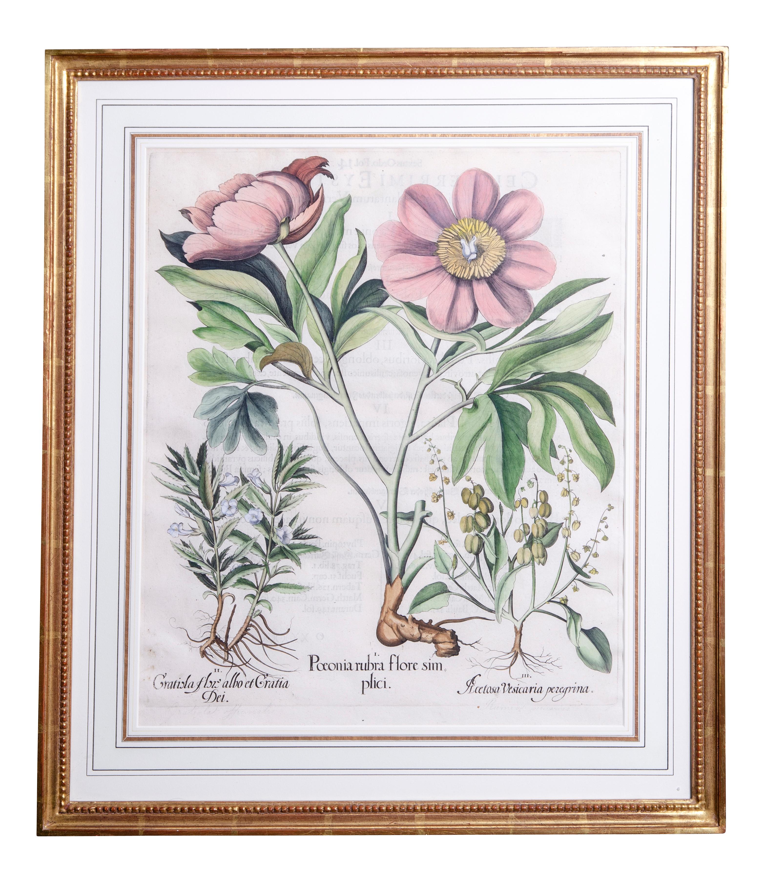 All in gilt wood frames. All early and of the period. Including Tulips and Daffodils.