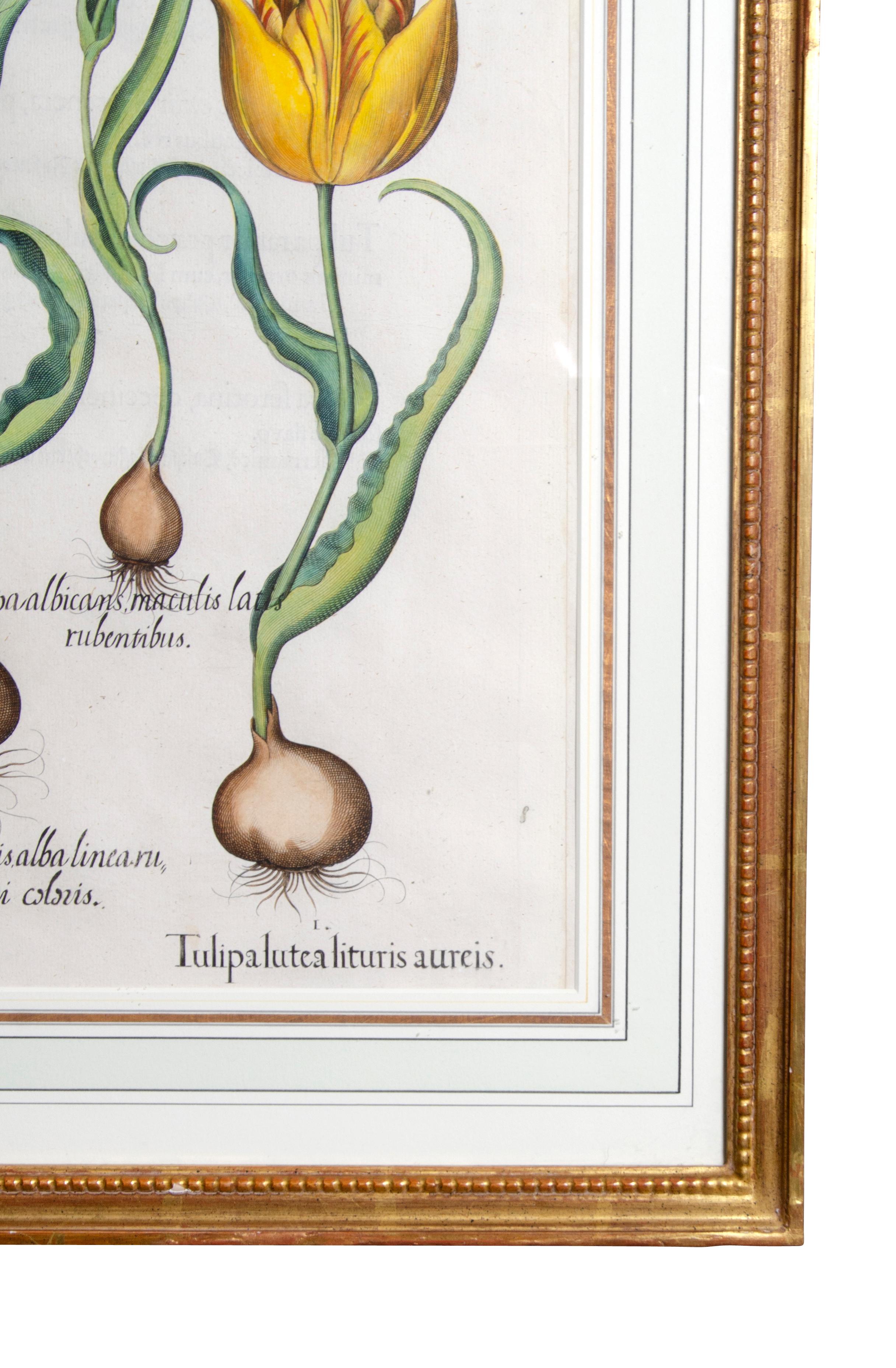 Set of Six Framed Botanicals by Basilius Besler 14