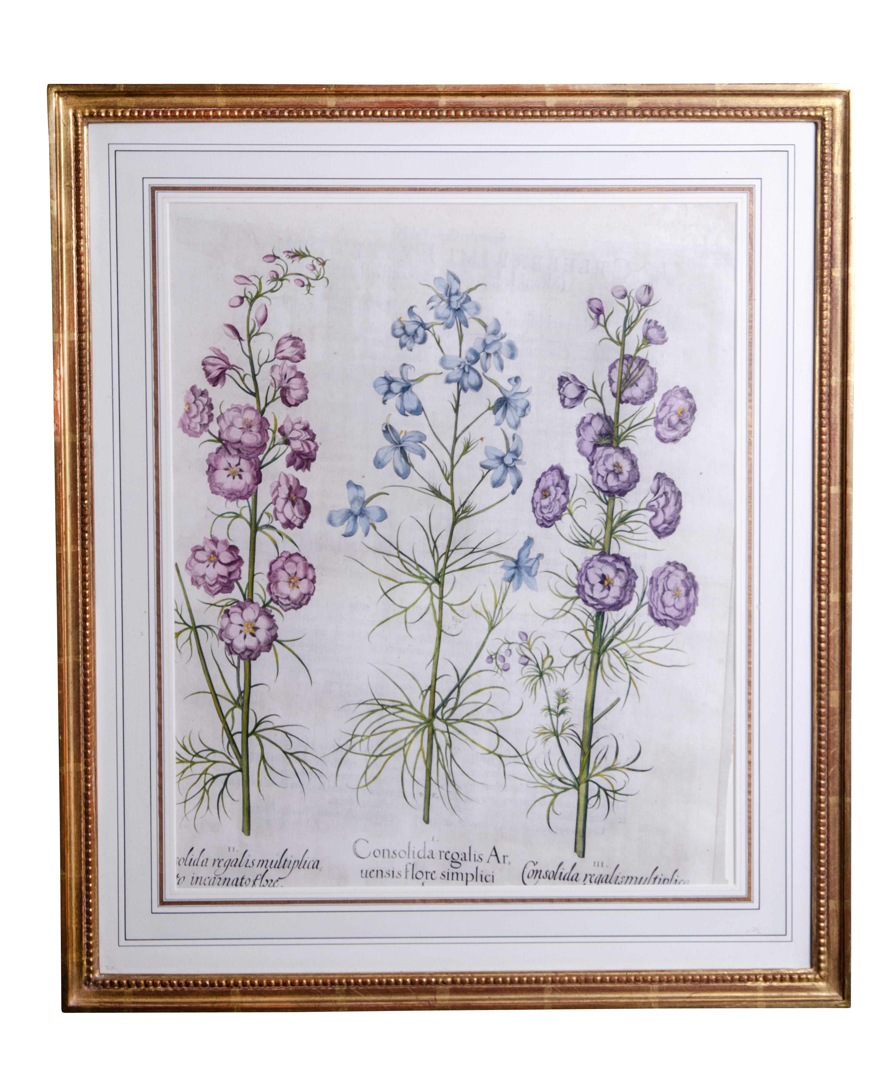 German Set of Six Framed Botanicals by Basilius Besler