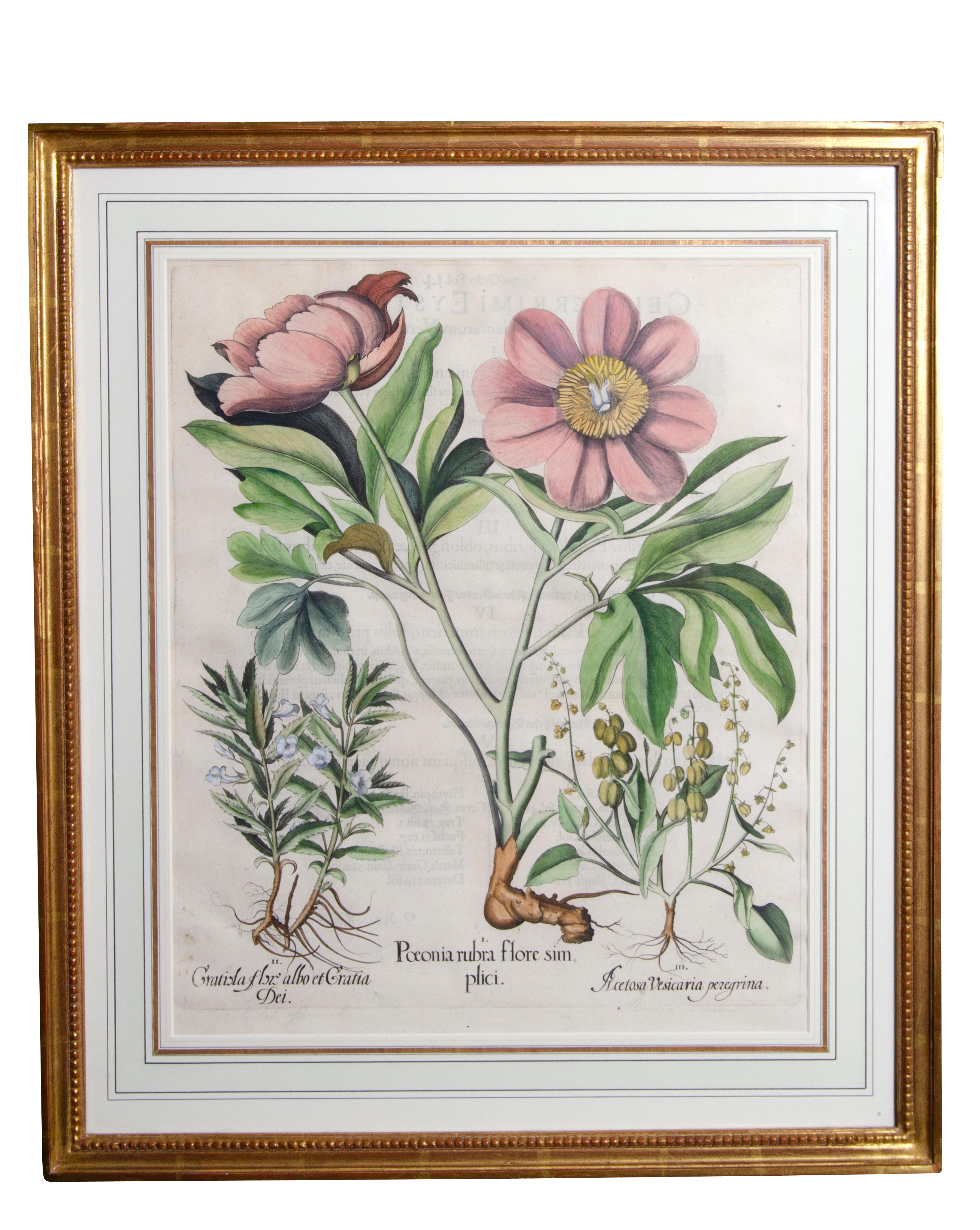 Set of Six Framed Botanicals by Basilius Besler In Good Condition In Essex, MA