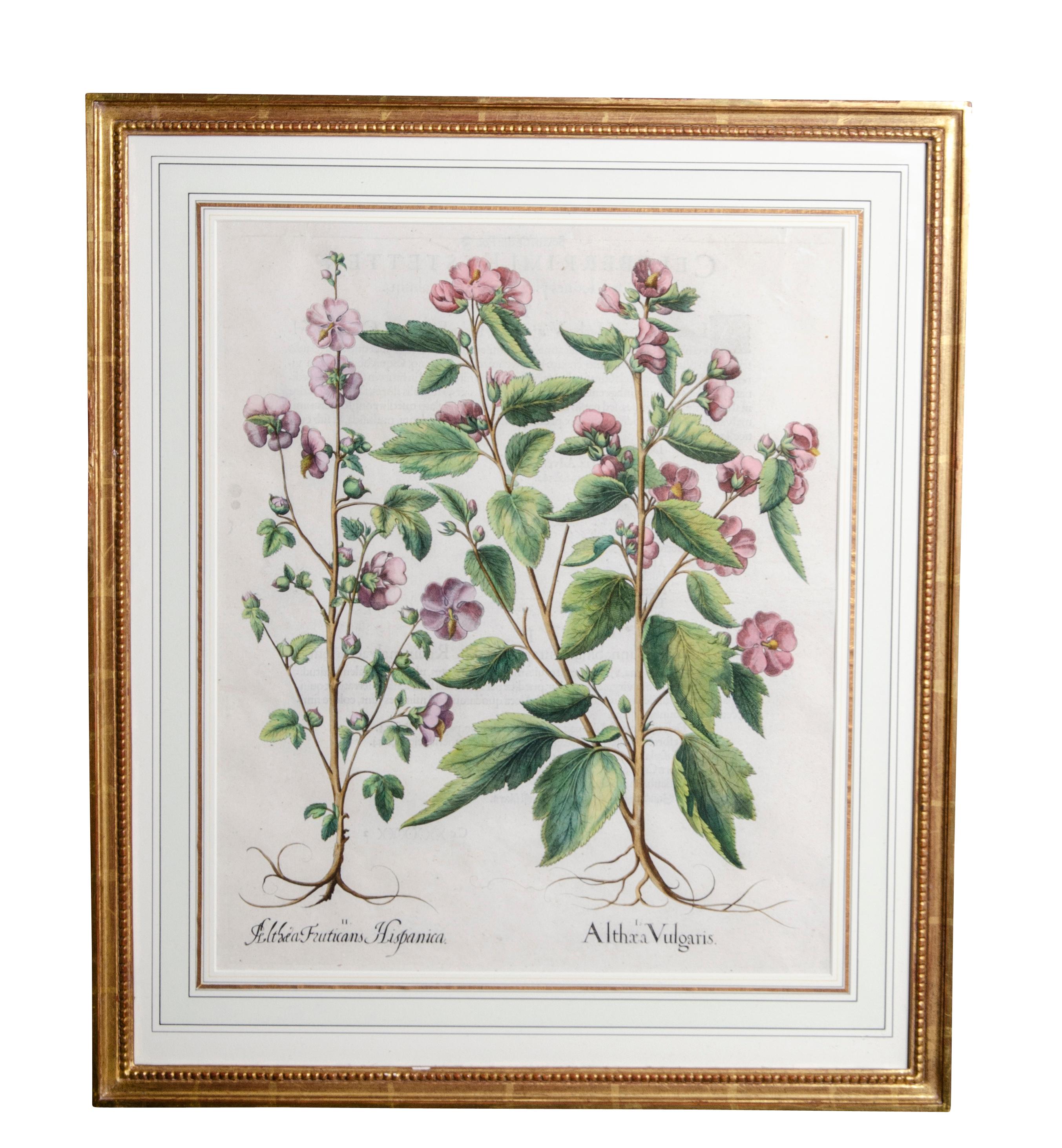 17th Century Set of Six Framed Botanicals by Basilius Besler