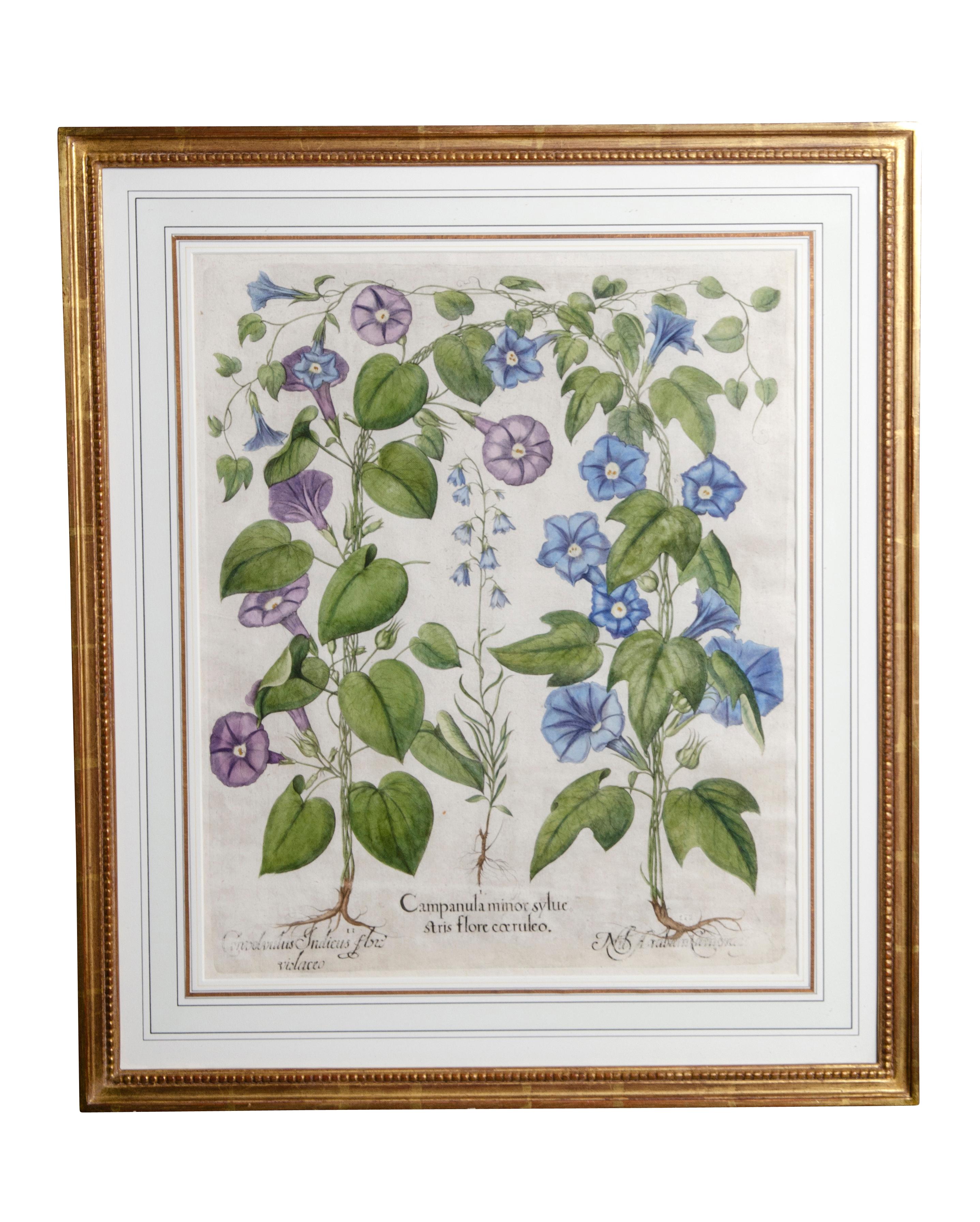 Paper Set of Six Framed Botanicals by Basilius Besler