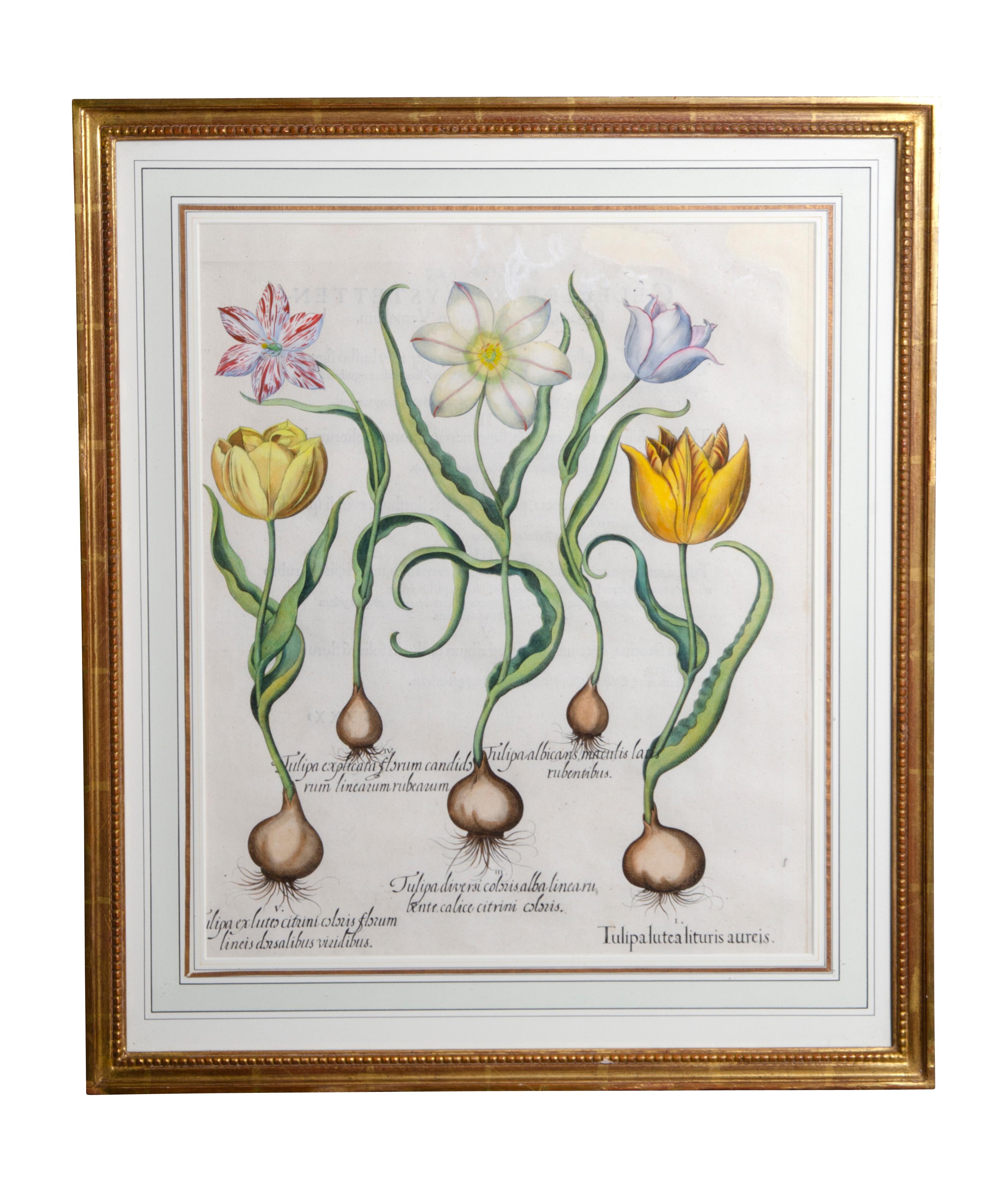 Set of Six Framed Botanicals by Basilius Besler 1