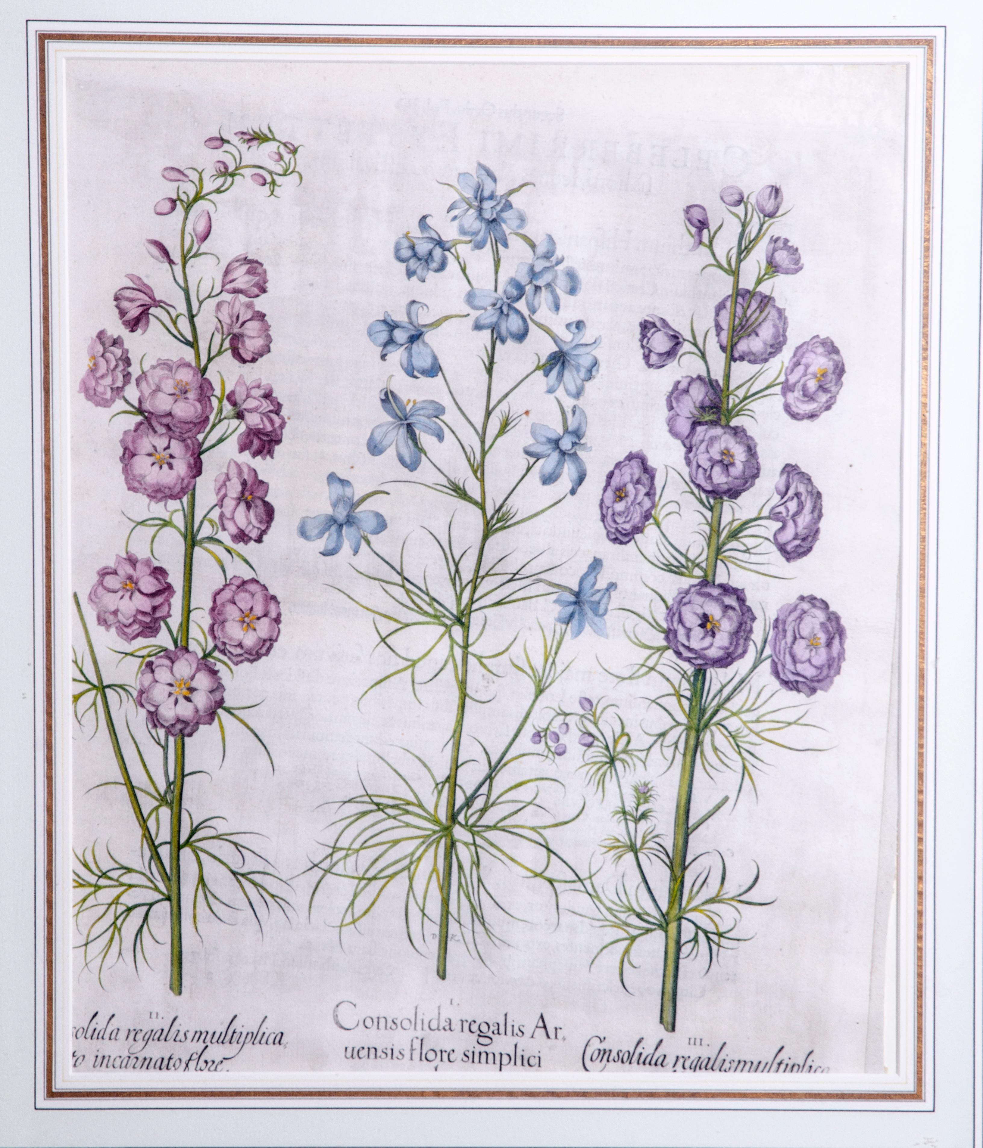 Set of Six Framed Botanicals by Basilius Besler 2