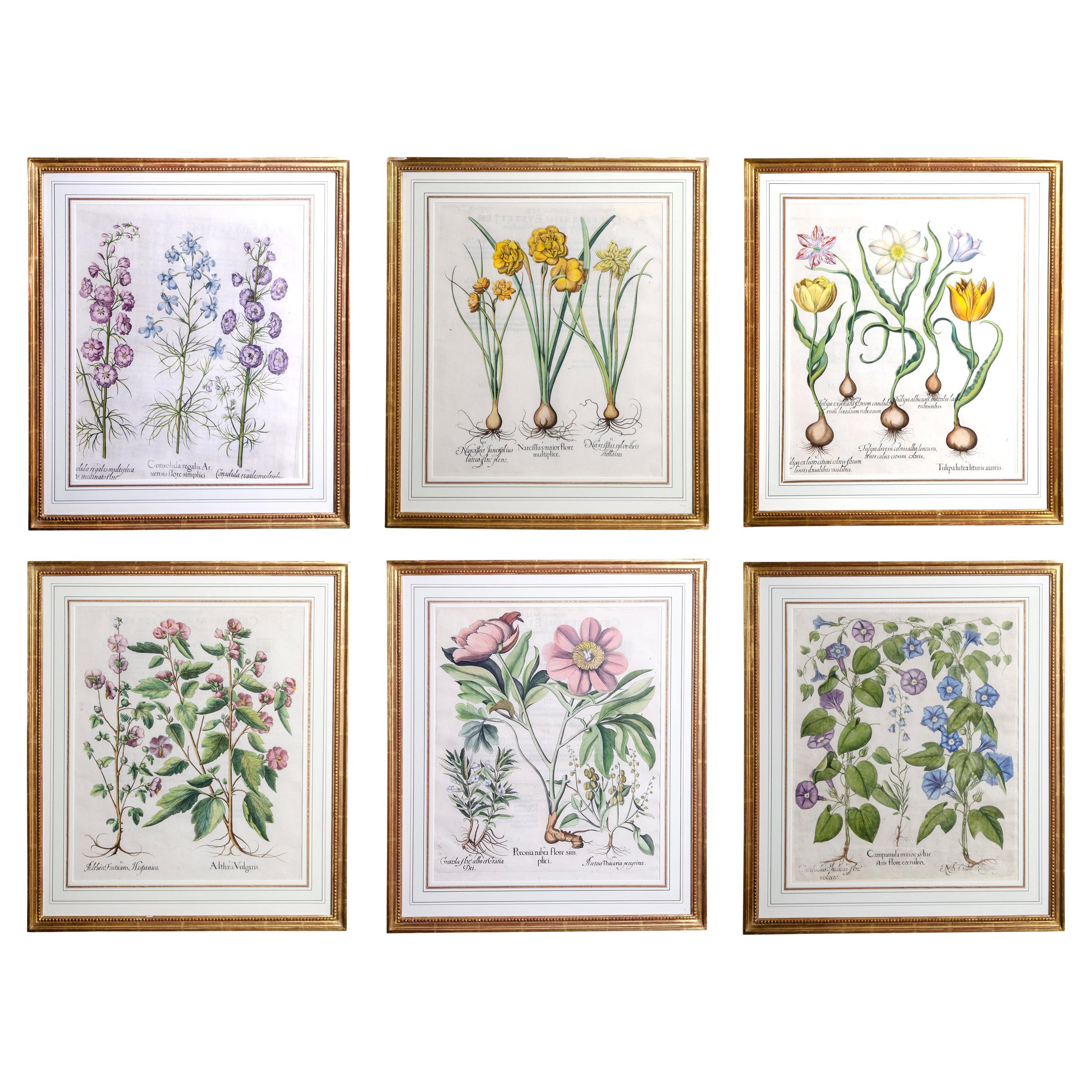 Set of Six Framed Botanicals by Basilius Besler