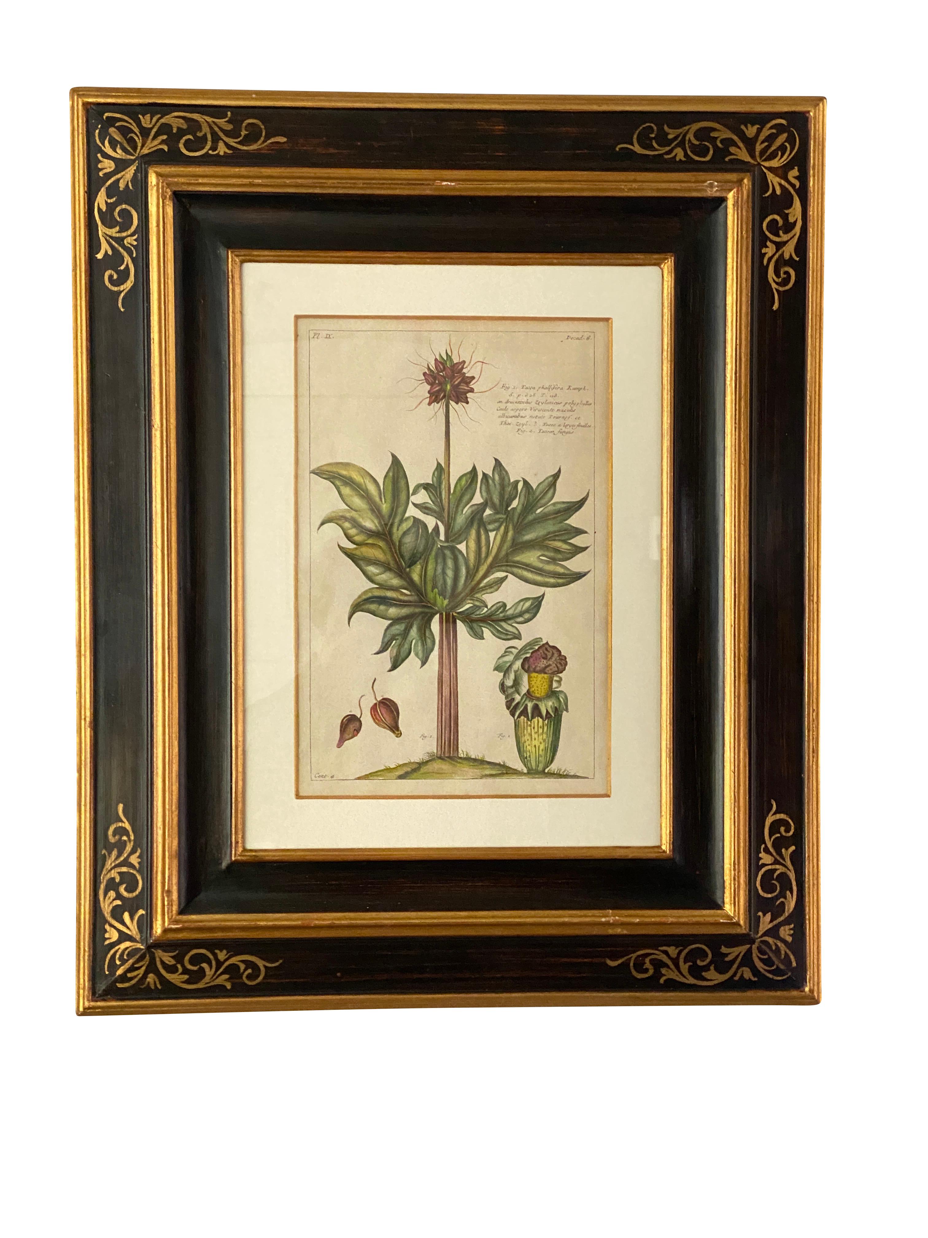 French Set of Six Framed Botanicals by Duchesne-Dupin