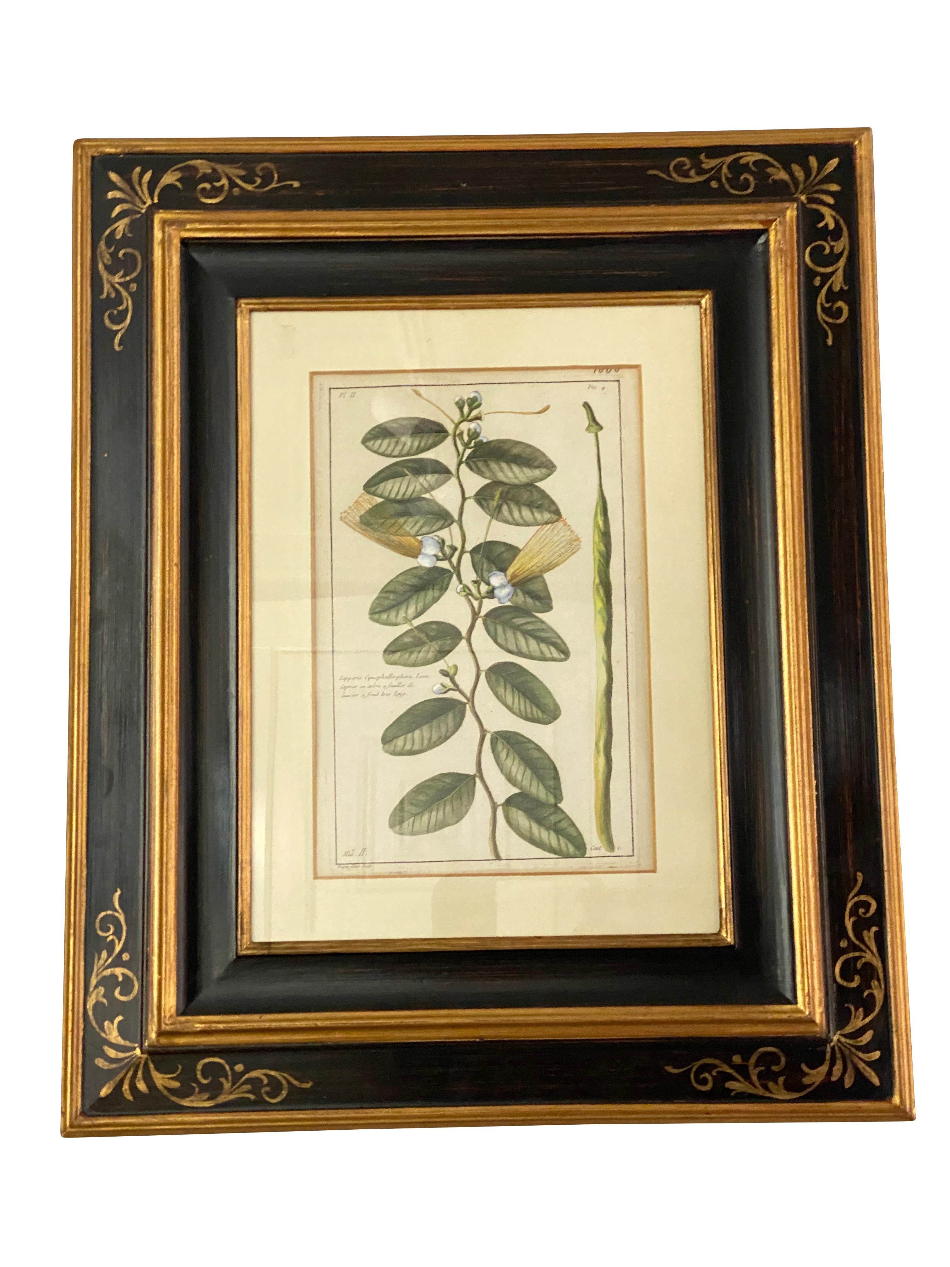 18th Century Set of Six Framed Botanicals by Duchesne-Dupin