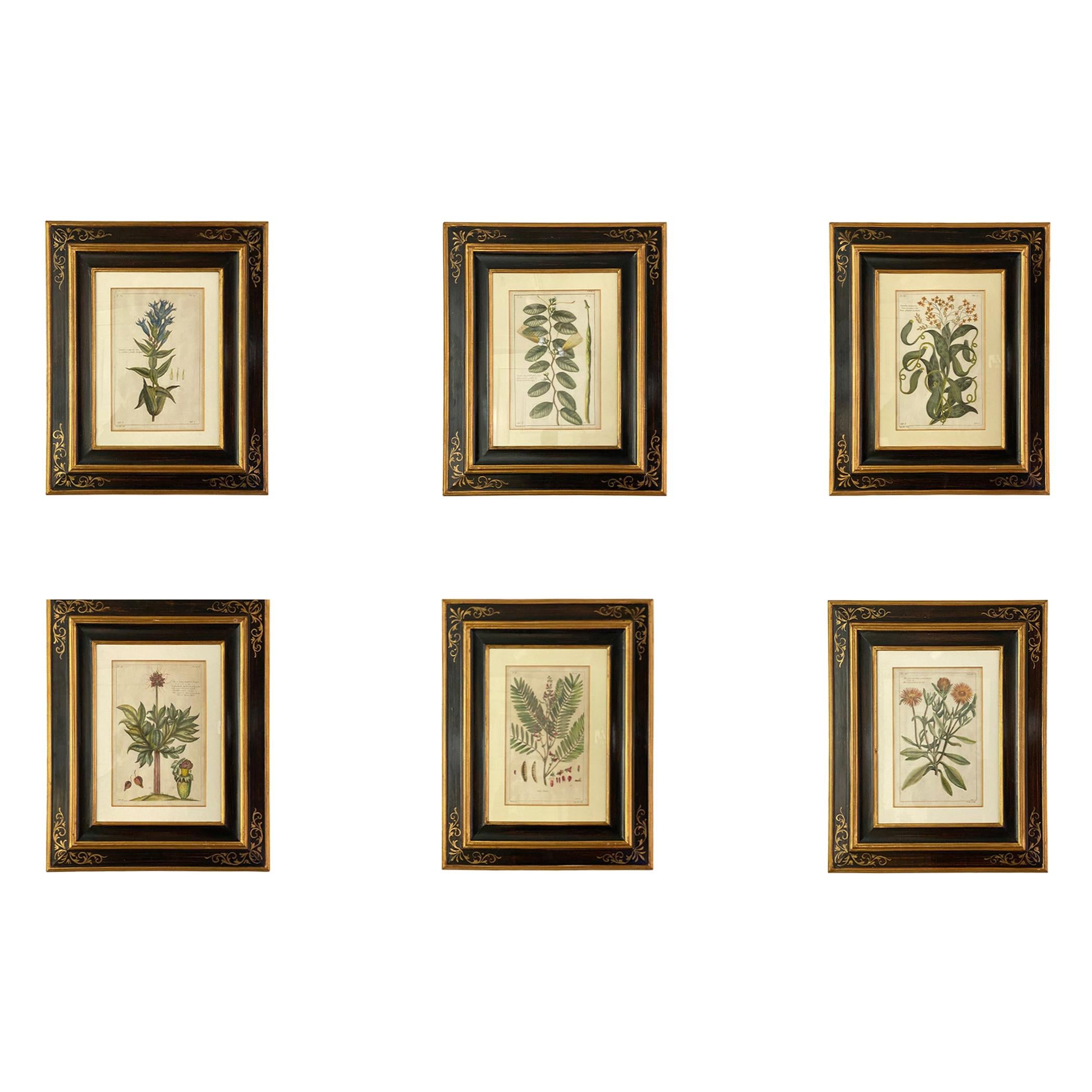 Set of Six Framed Botanicals by Duchesne-Dupin