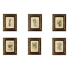 Set of Six Framed Botanicals by Duchesne-Dupin