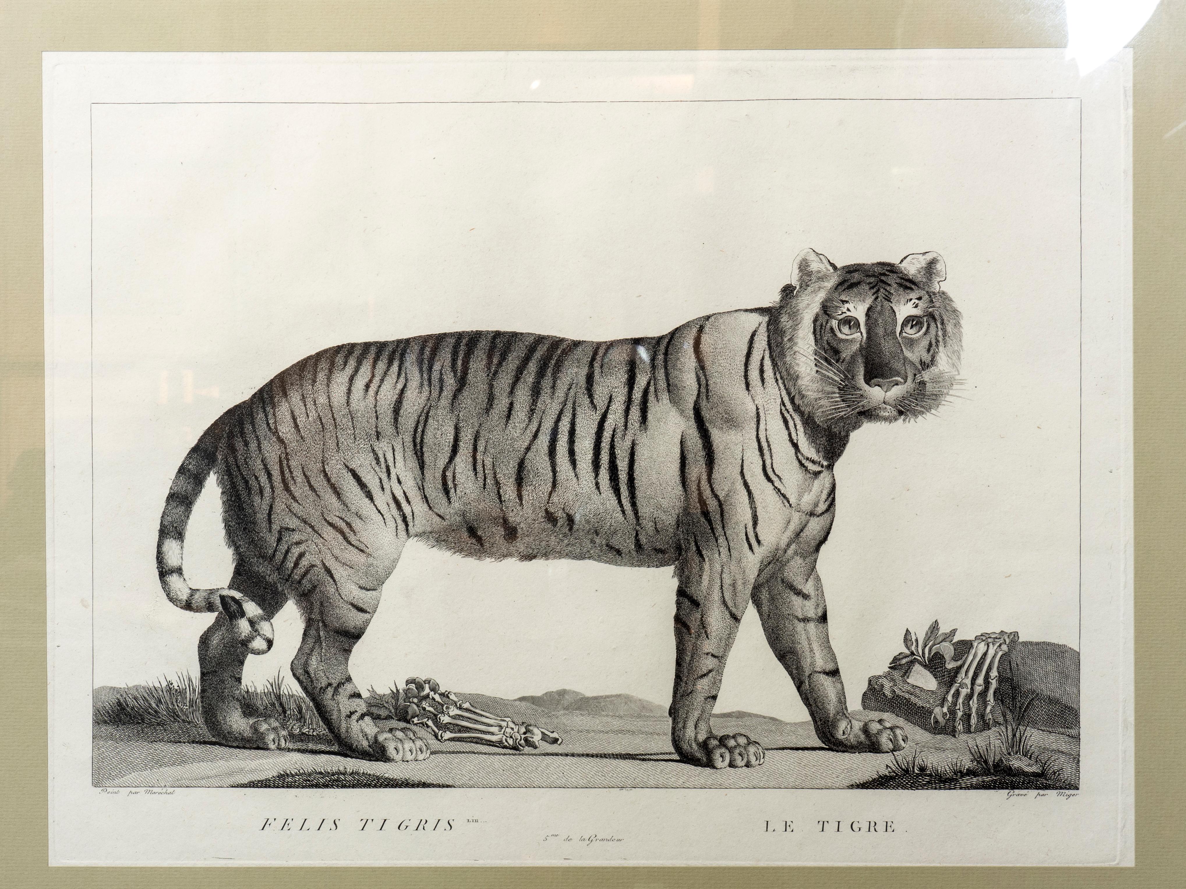 Set of Six Framed Engravings of Exotic Animals After Nicholas Marechal 5