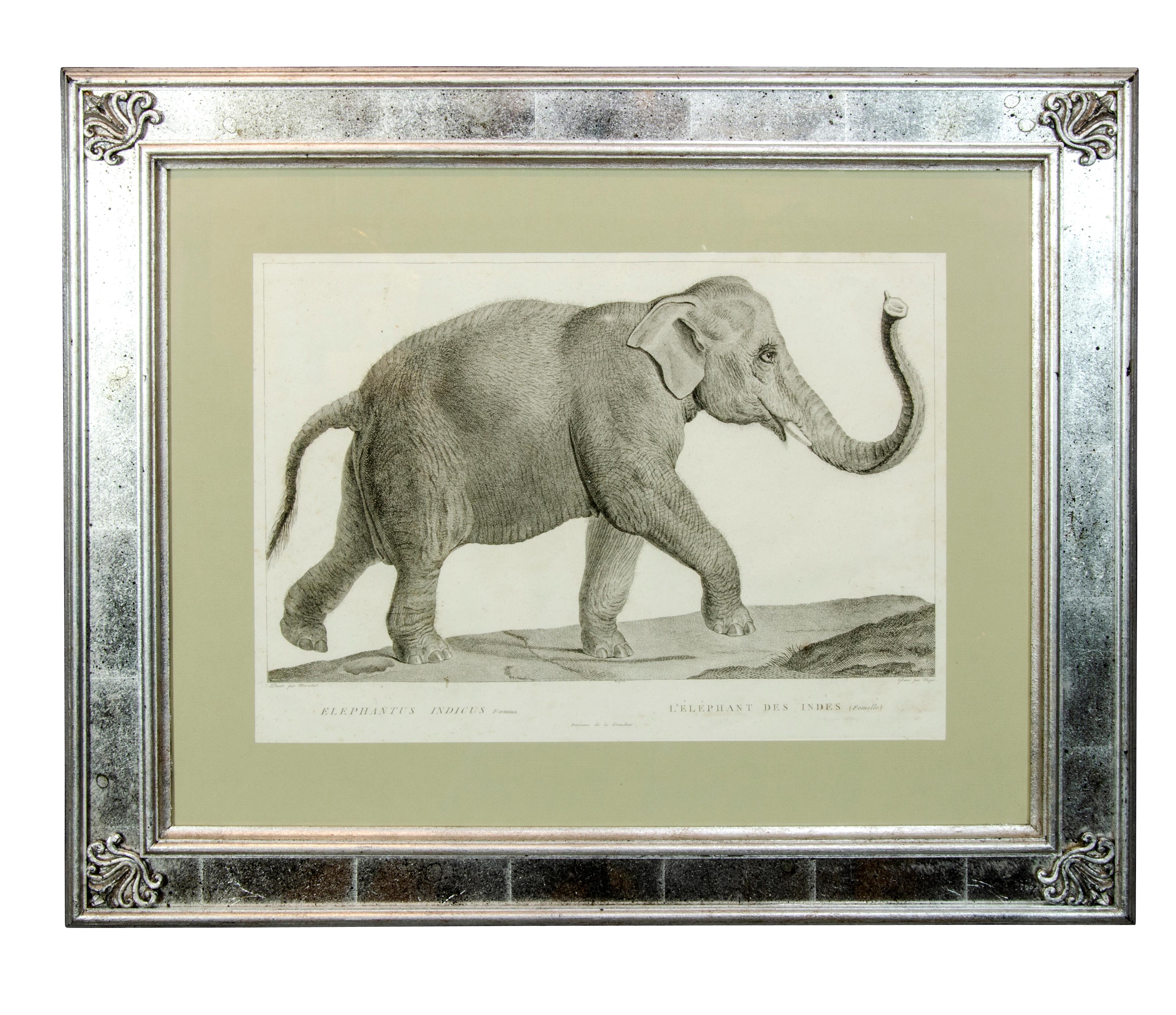 Neoclassical Set of Six Framed Engravings of Exotic Animals After Nicholas Marechal