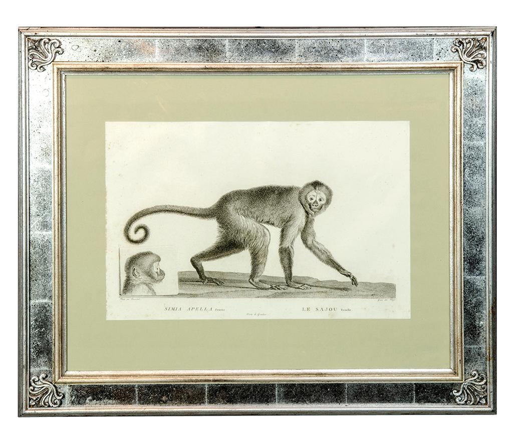 French Set of Six Framed Engravings of Exotic Animals After Nicholas Marechal