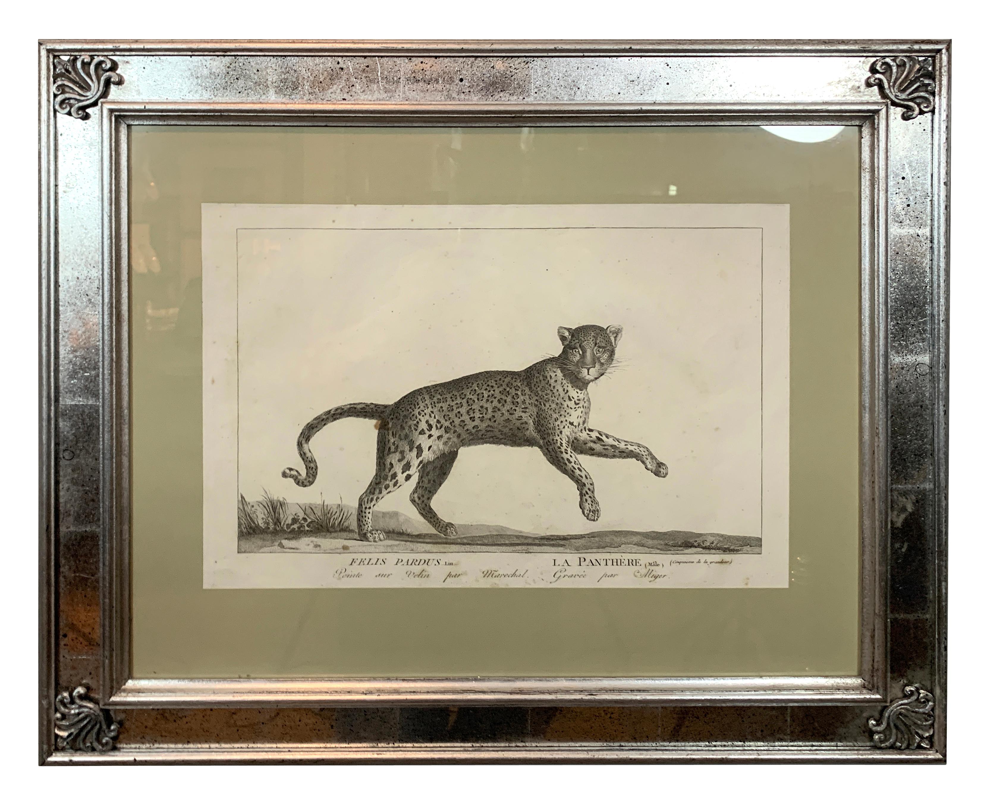 Set of Six Framed Engravings of Exotic Animals After Nicholas Marechal In Good Condition In Essex, MA