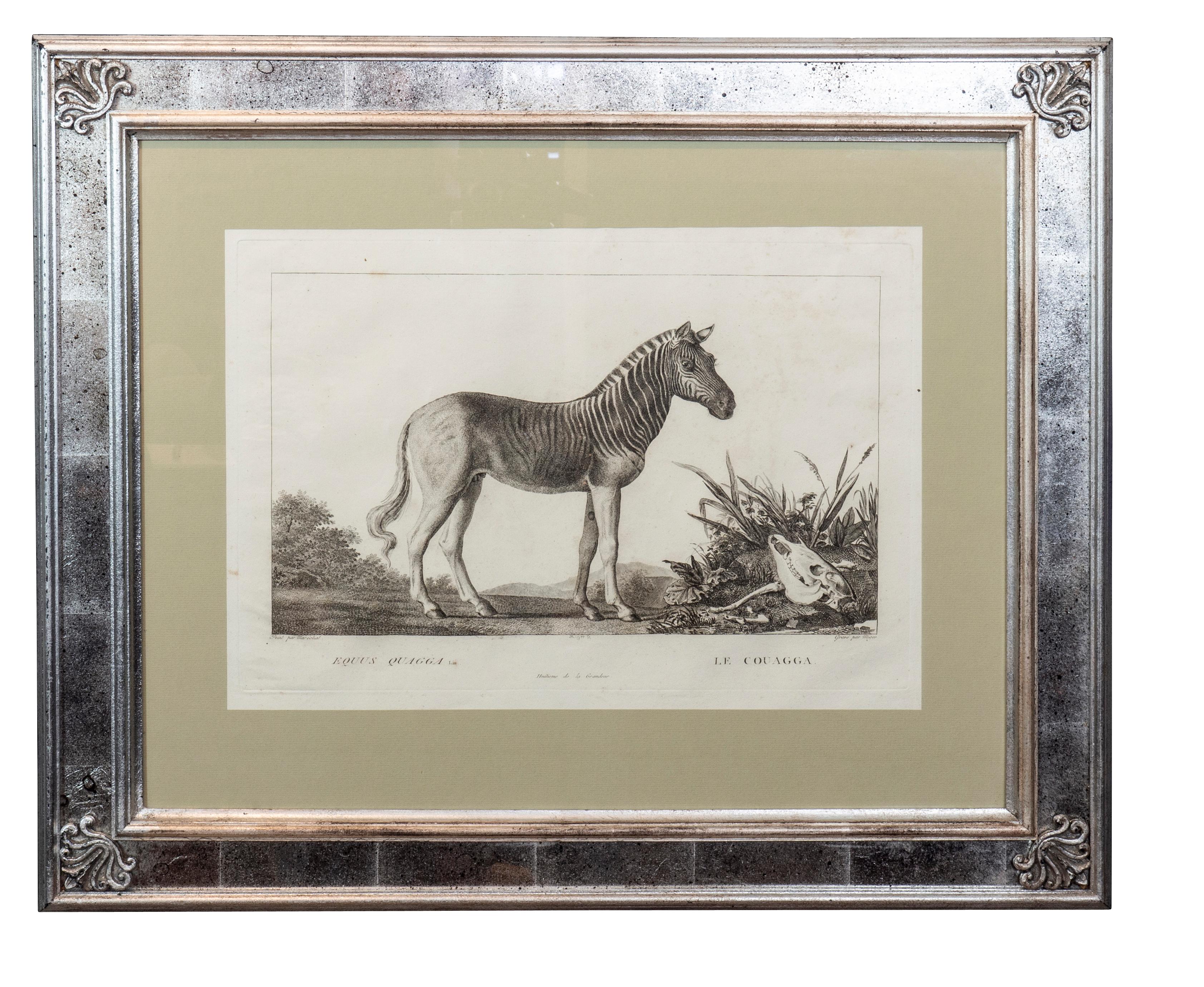 Paper Set of Six Framed Engravings of Exotic Animals After Nicholas Marechal