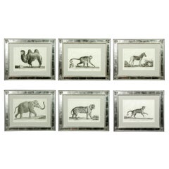 Set of Six Framed Engravings of Exotic Animals After Nicholas Marechal